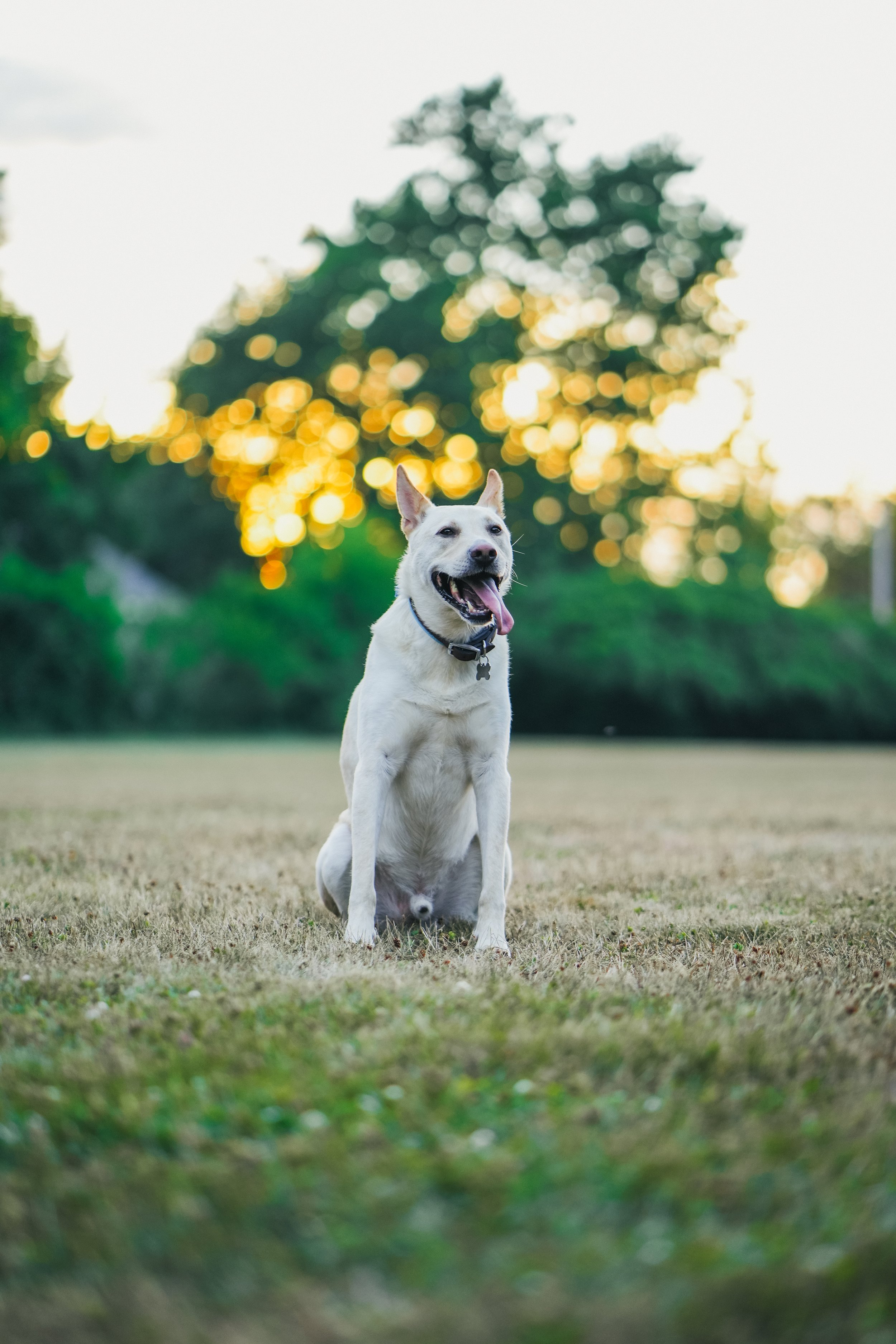 Finn