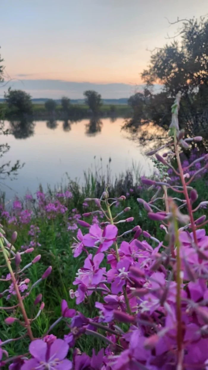 Purple wildflowers blooming beside a calm lake at sunset, with trees and distant hills reflected in the water.