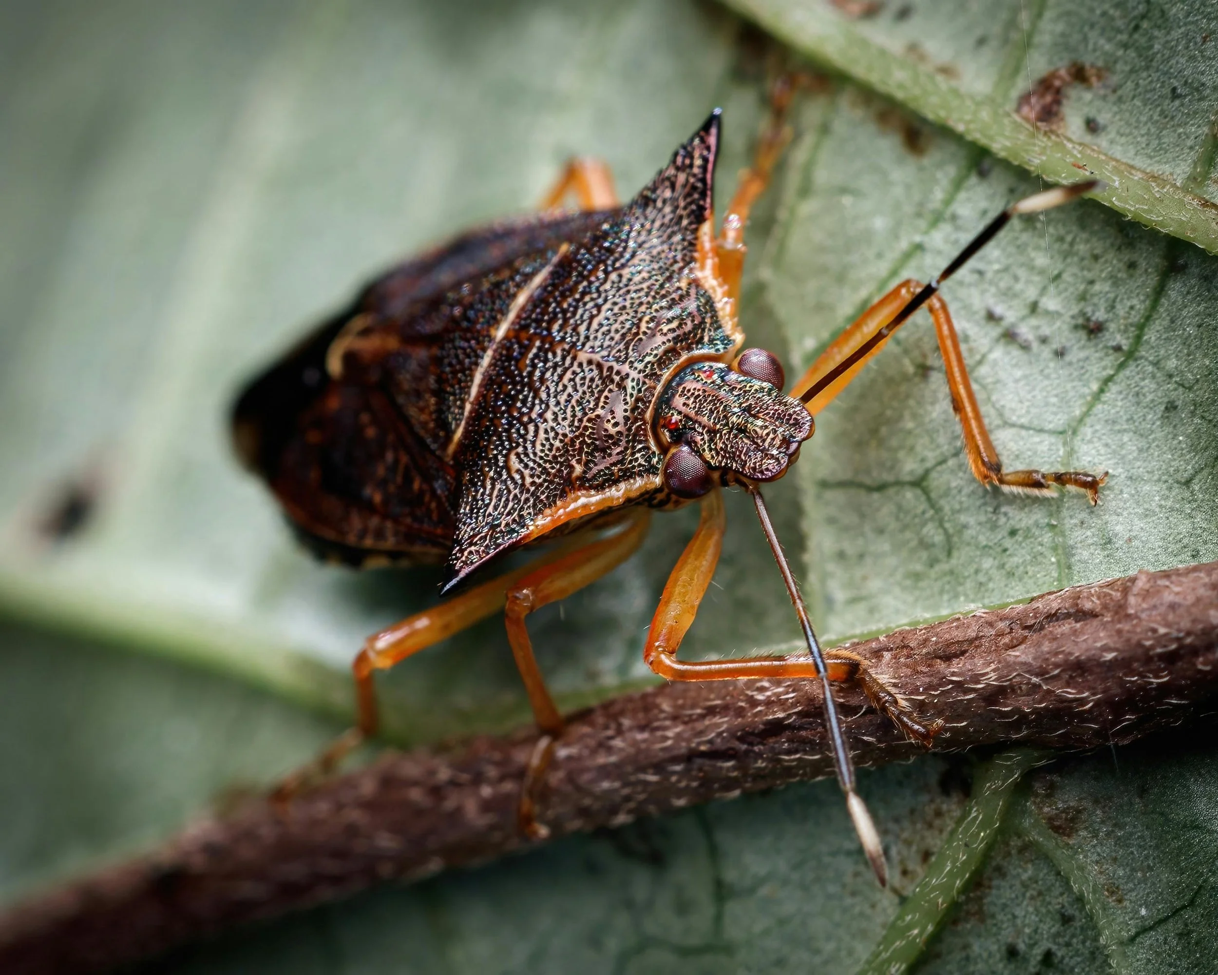 Close-up of a chinch bug that is brown and black with orange legs and antennae on a green leaf.