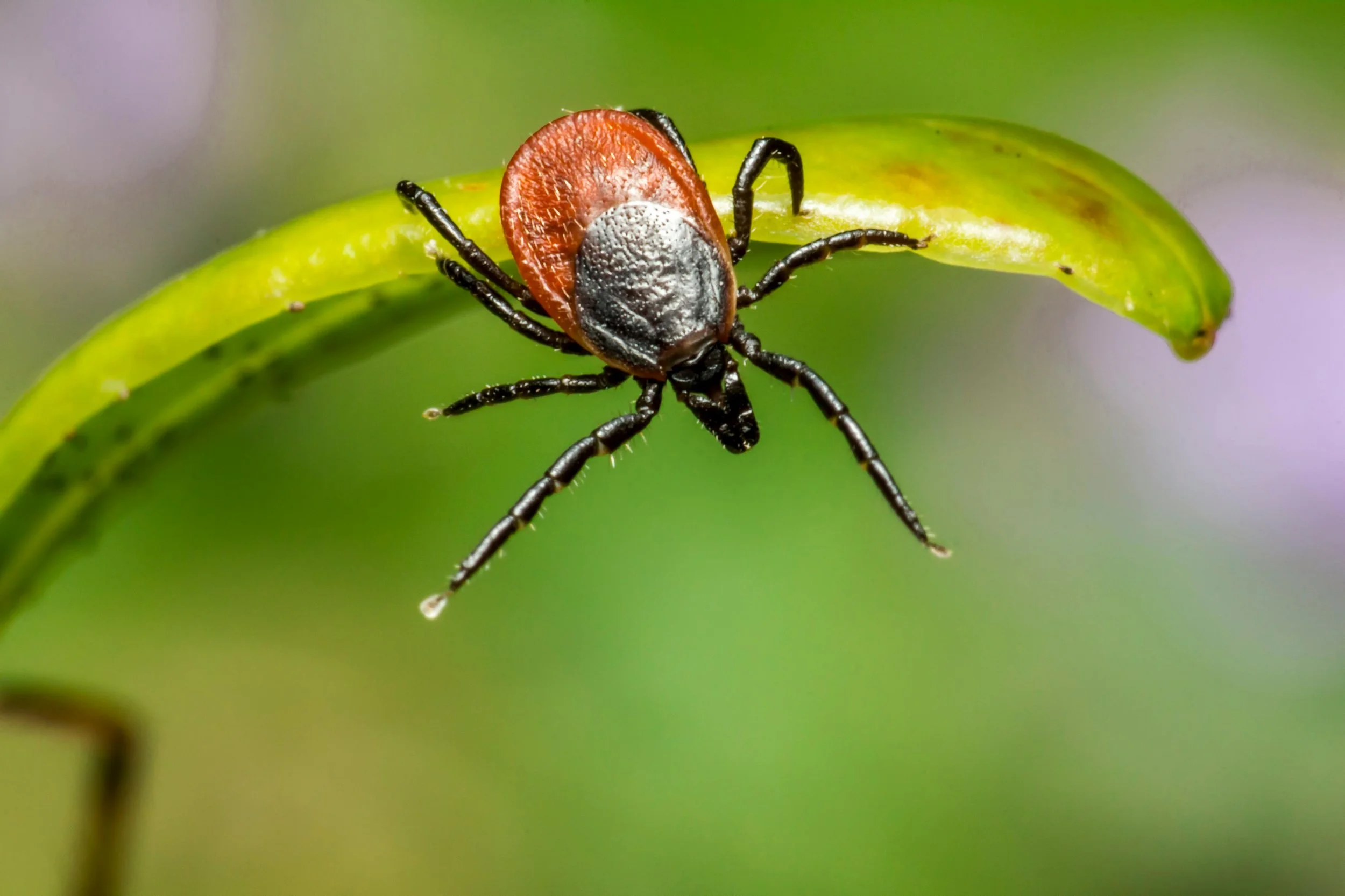 Close-up of a tick on a green plant leaf with a blurred green background.