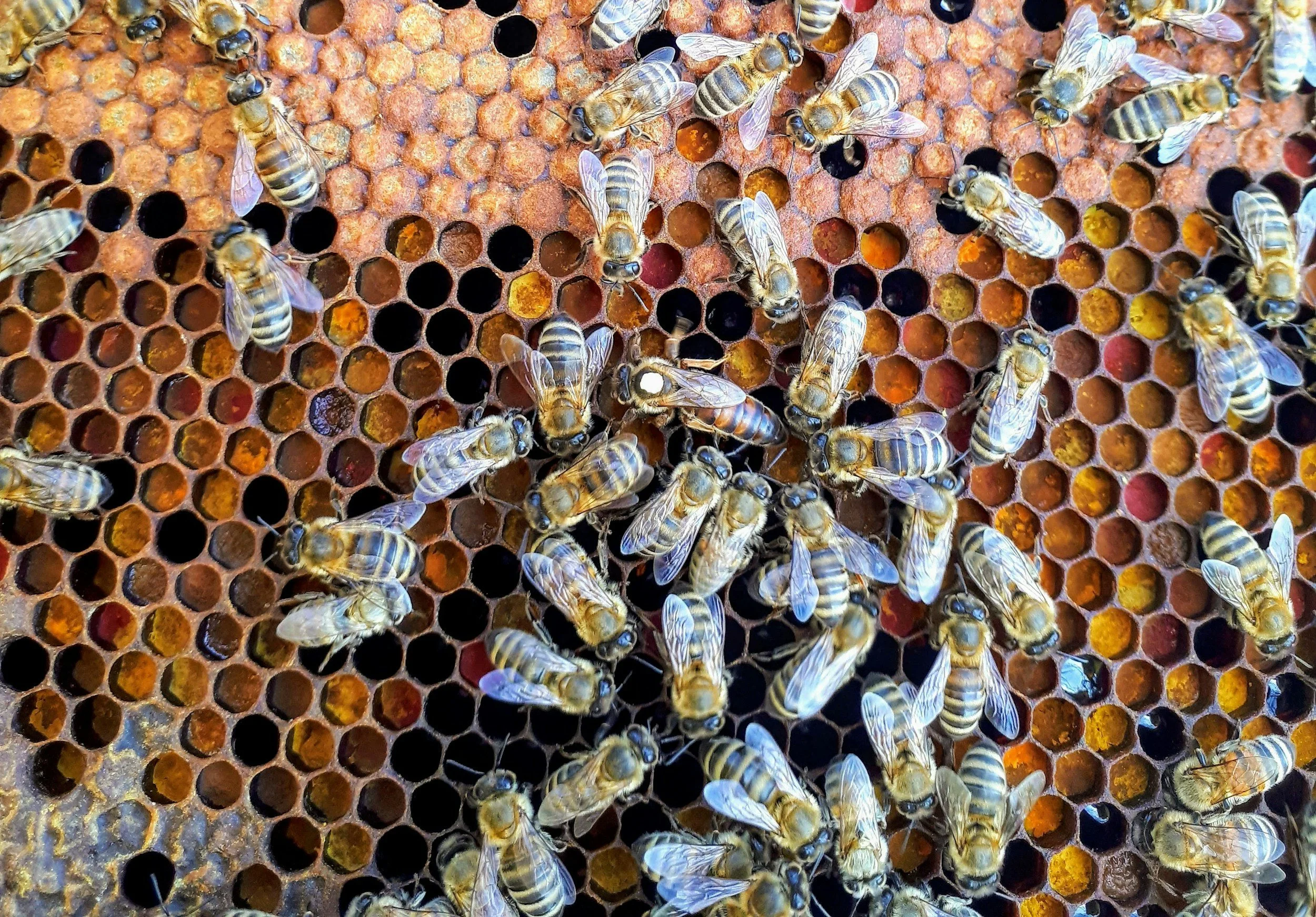 honey bees on hive.jpg