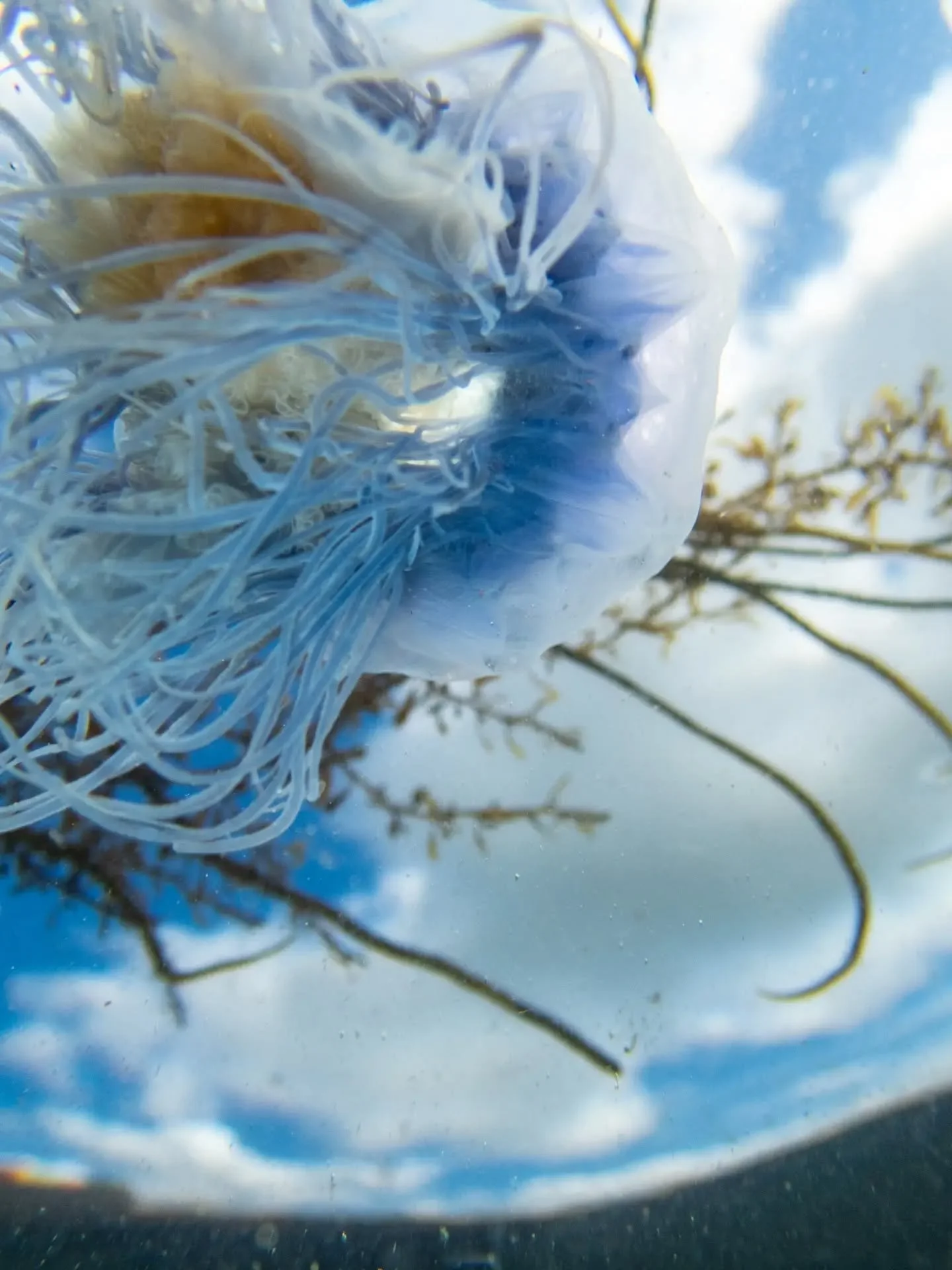 So, for those who know me, you'll know that me and jellyfish are not the best of friends. However, this little guy was so beautiful I had to get over the icks.

Not sure these fit with the Underwater Flora series, however, jellyfish in the sky seems 