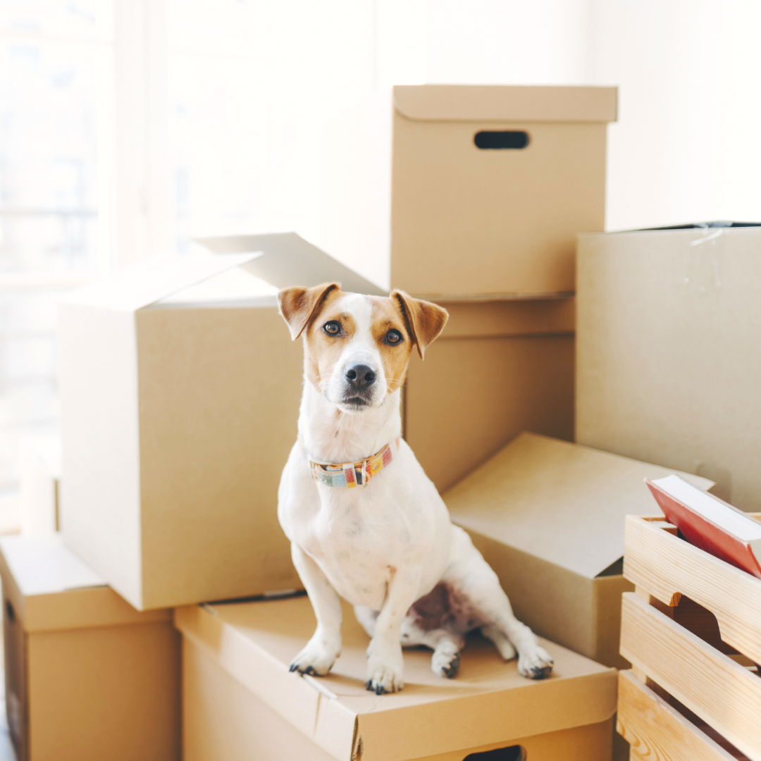 A dog sitting among cardboard boxes in a bright room.