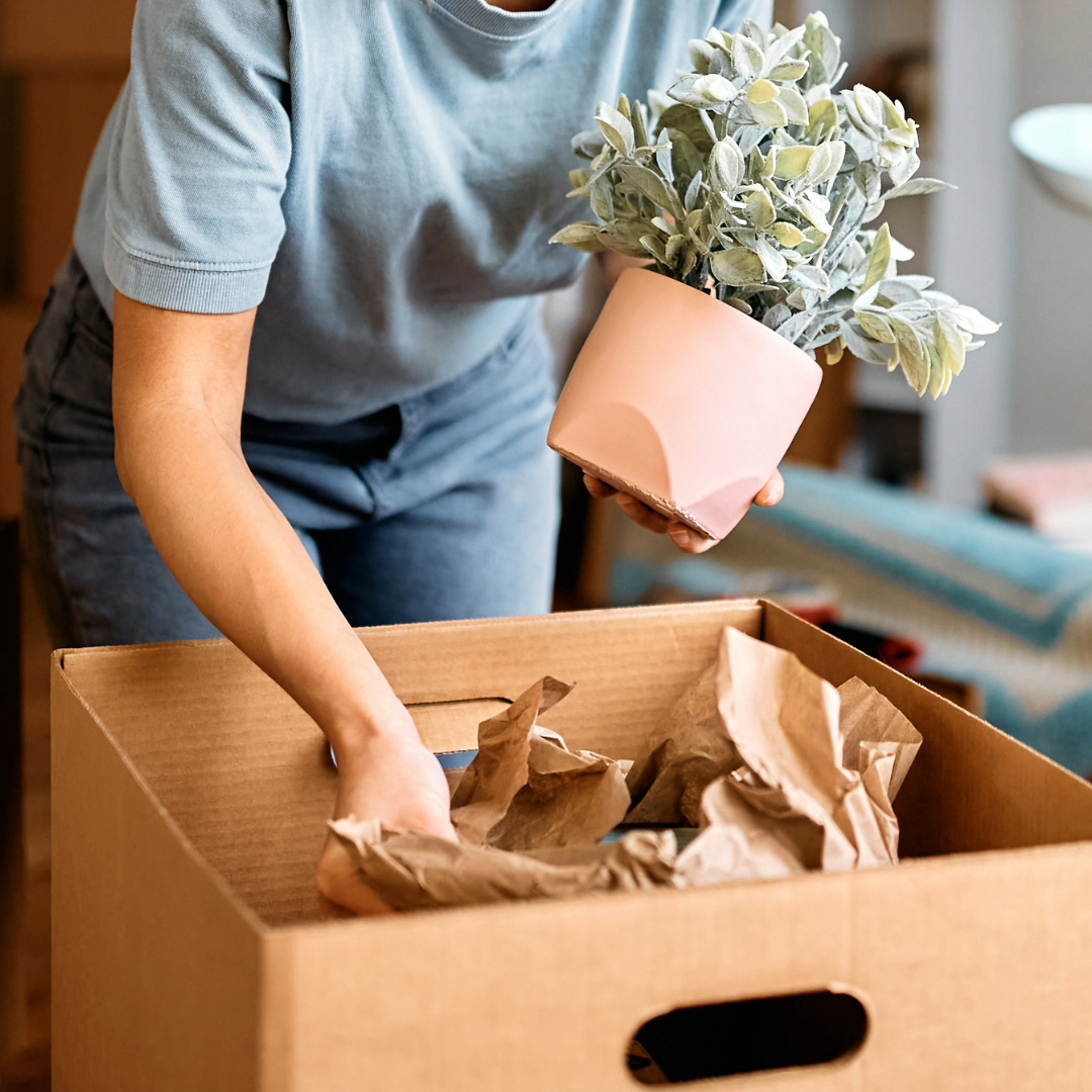 Person packing a potted plant into a cardboard box with crumpled packing paper.