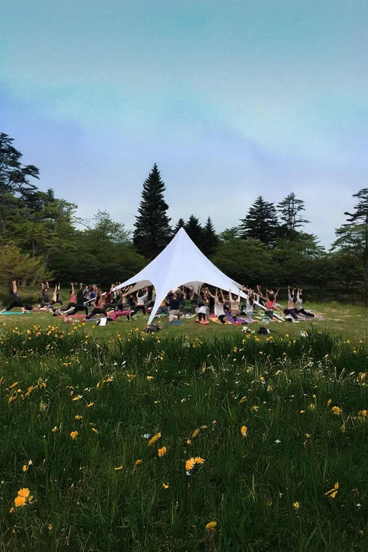 A group of people practicing yoga outdoors under a large white tent in a grassy field with blooming yellow flowers, surrounded by trees and a clear sky.
