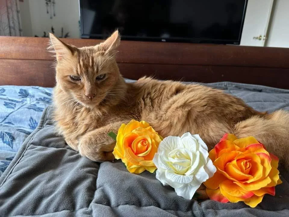 While his parents celebrated 30 years of love beneath the Eiffel Tower, Simba—the King of Pacifica—sent his own regal anniversary wishes from home.