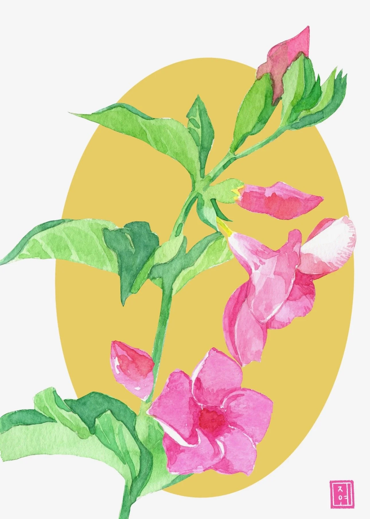Pink Allamanda (Watercolor)