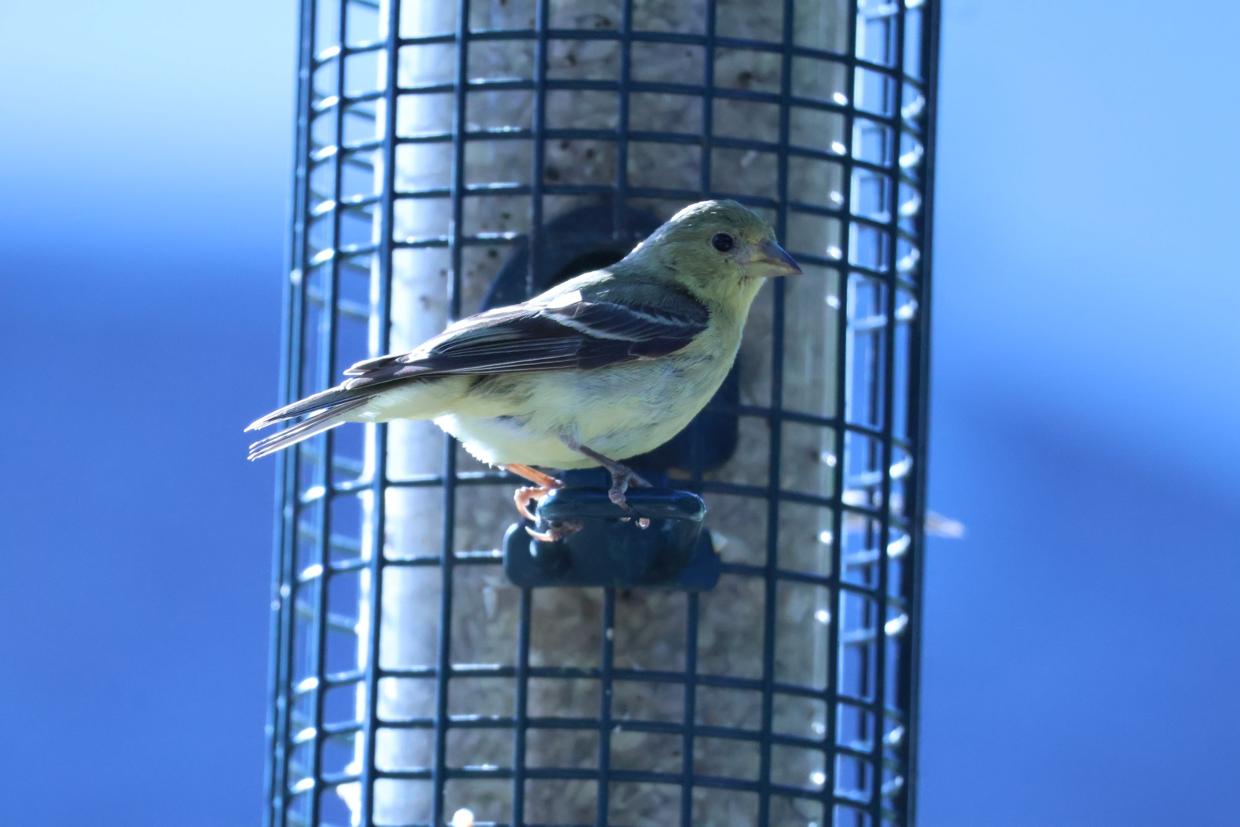 IMG_0919.jpeg