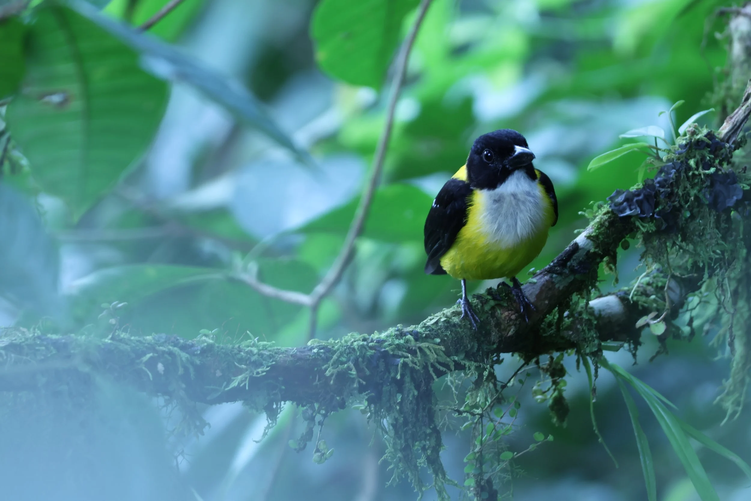 New World Oriole