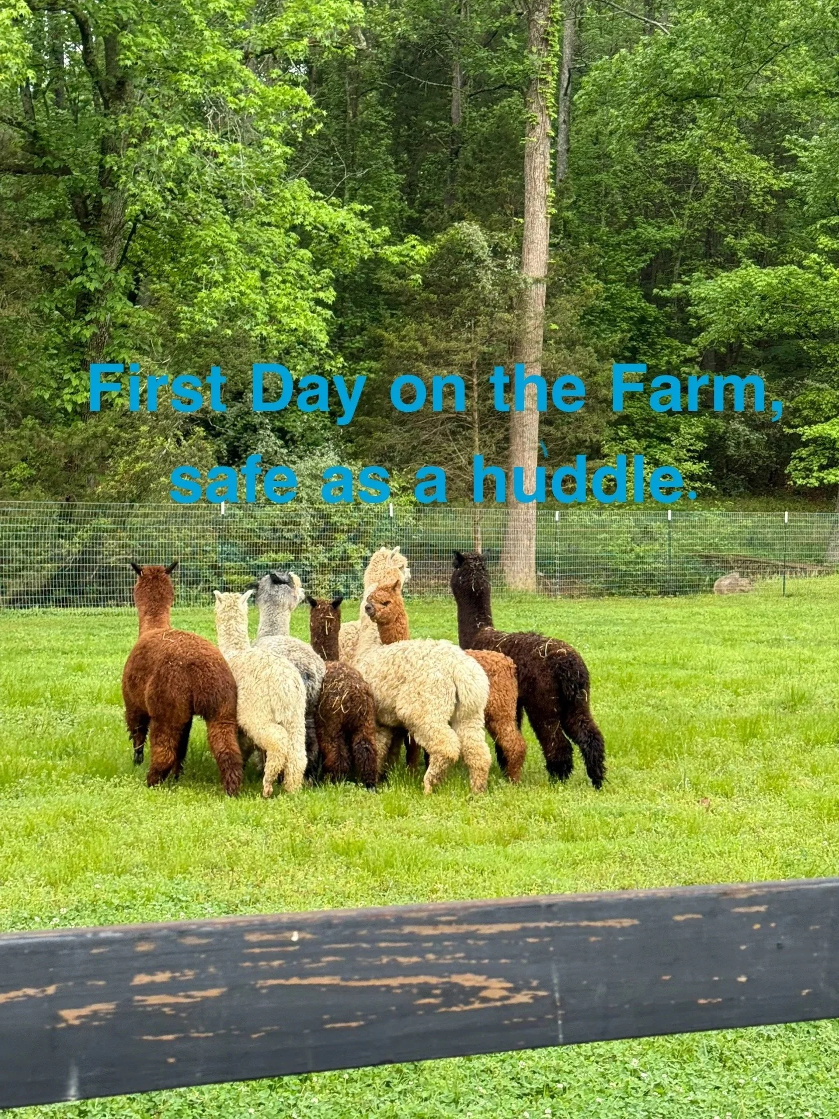 Alpaca arrival day at the farm.