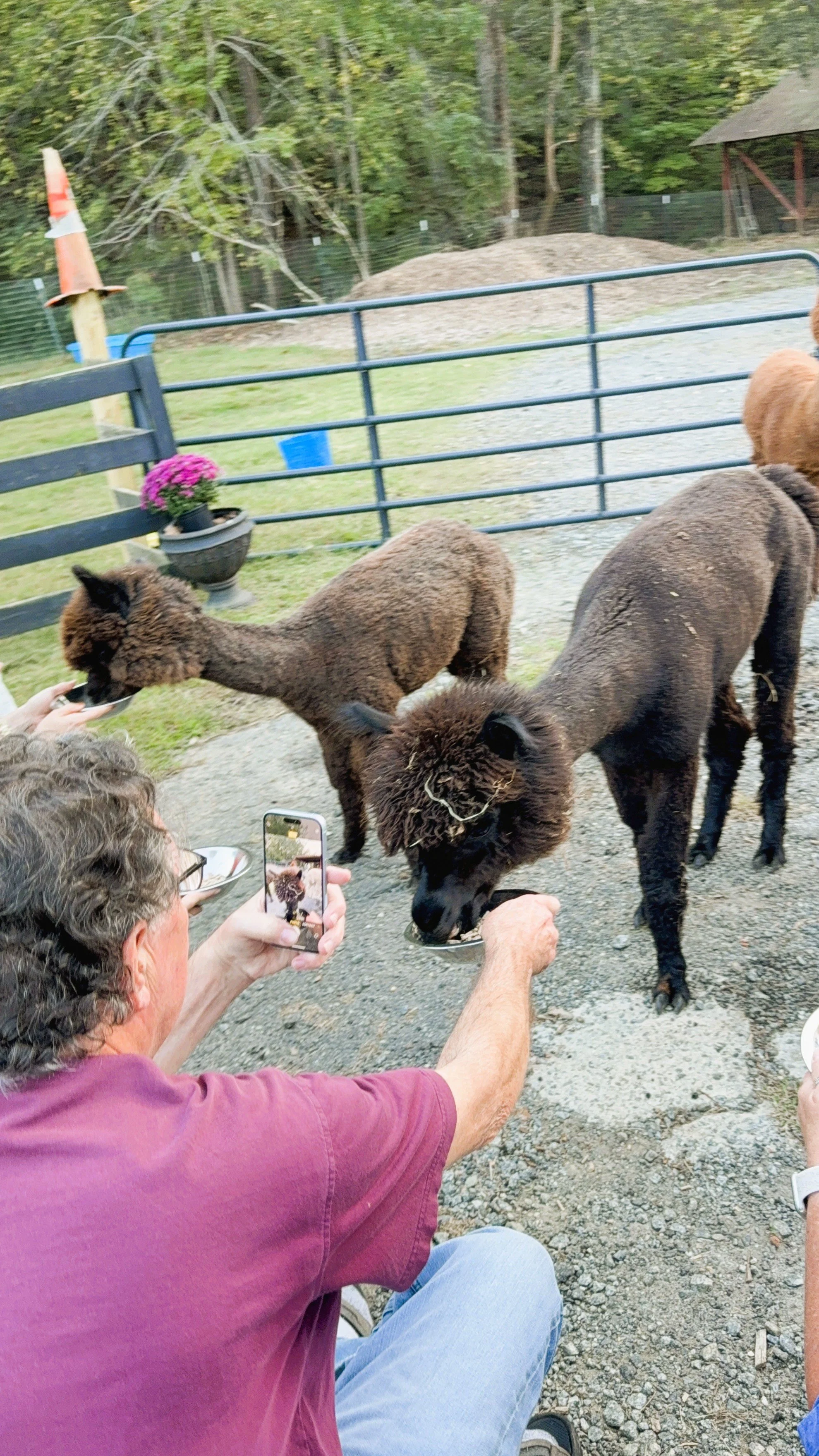 Paca Pasture Picnic