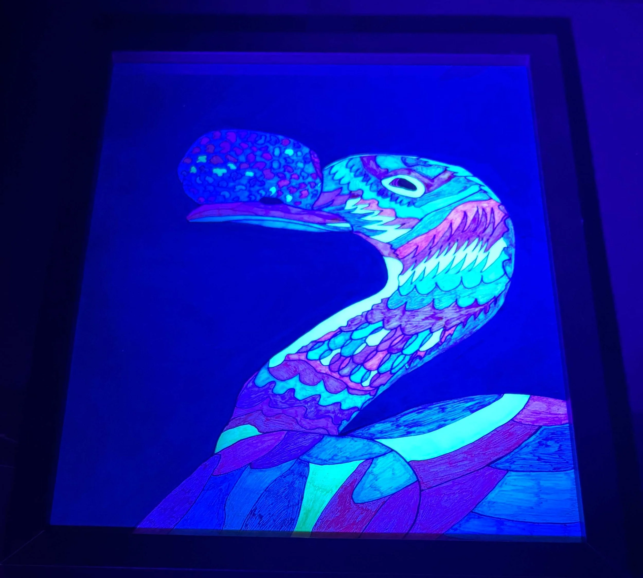 pastel knob billed duck black light .jpg