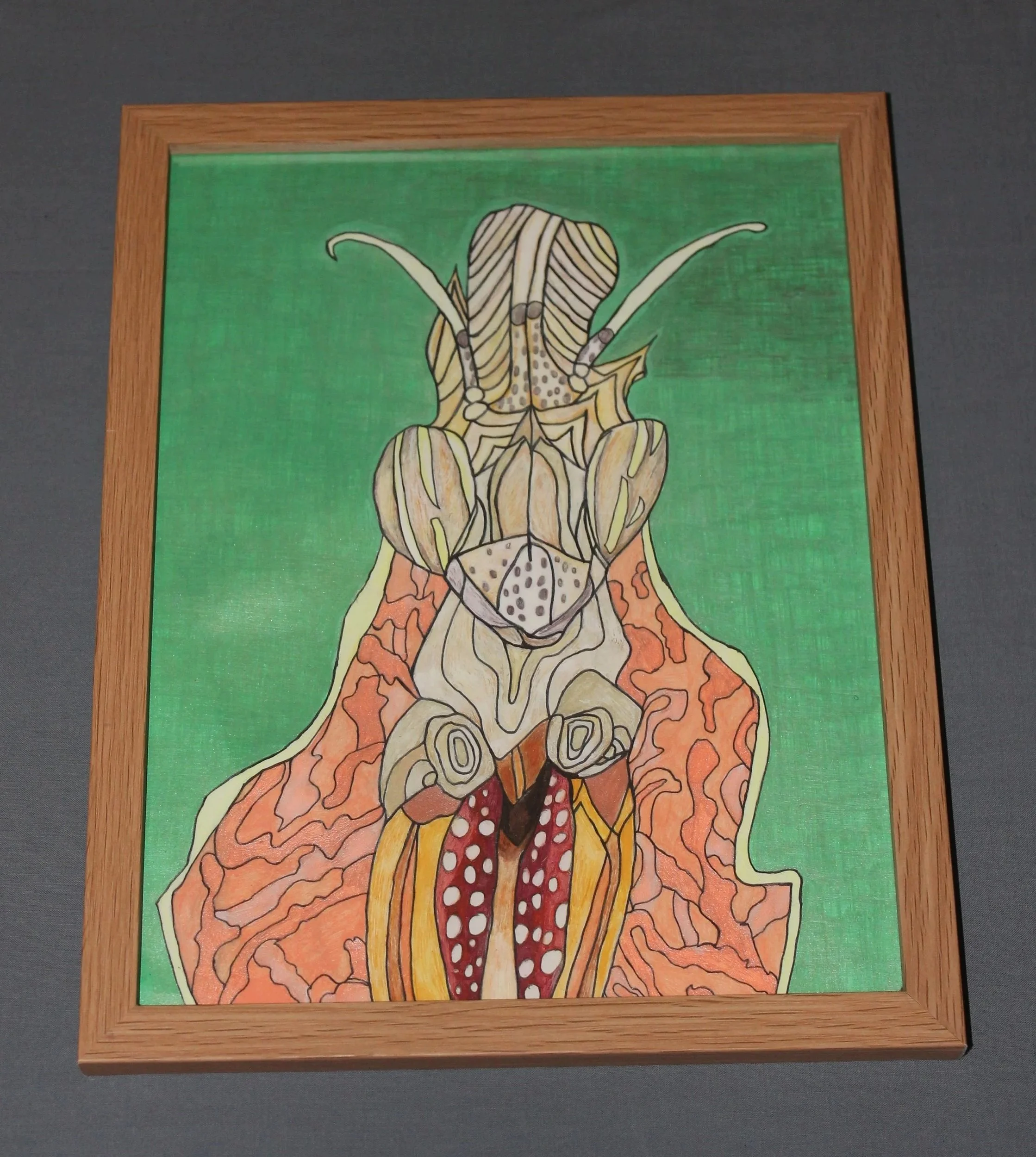 Naturally Colored Praying Mantis