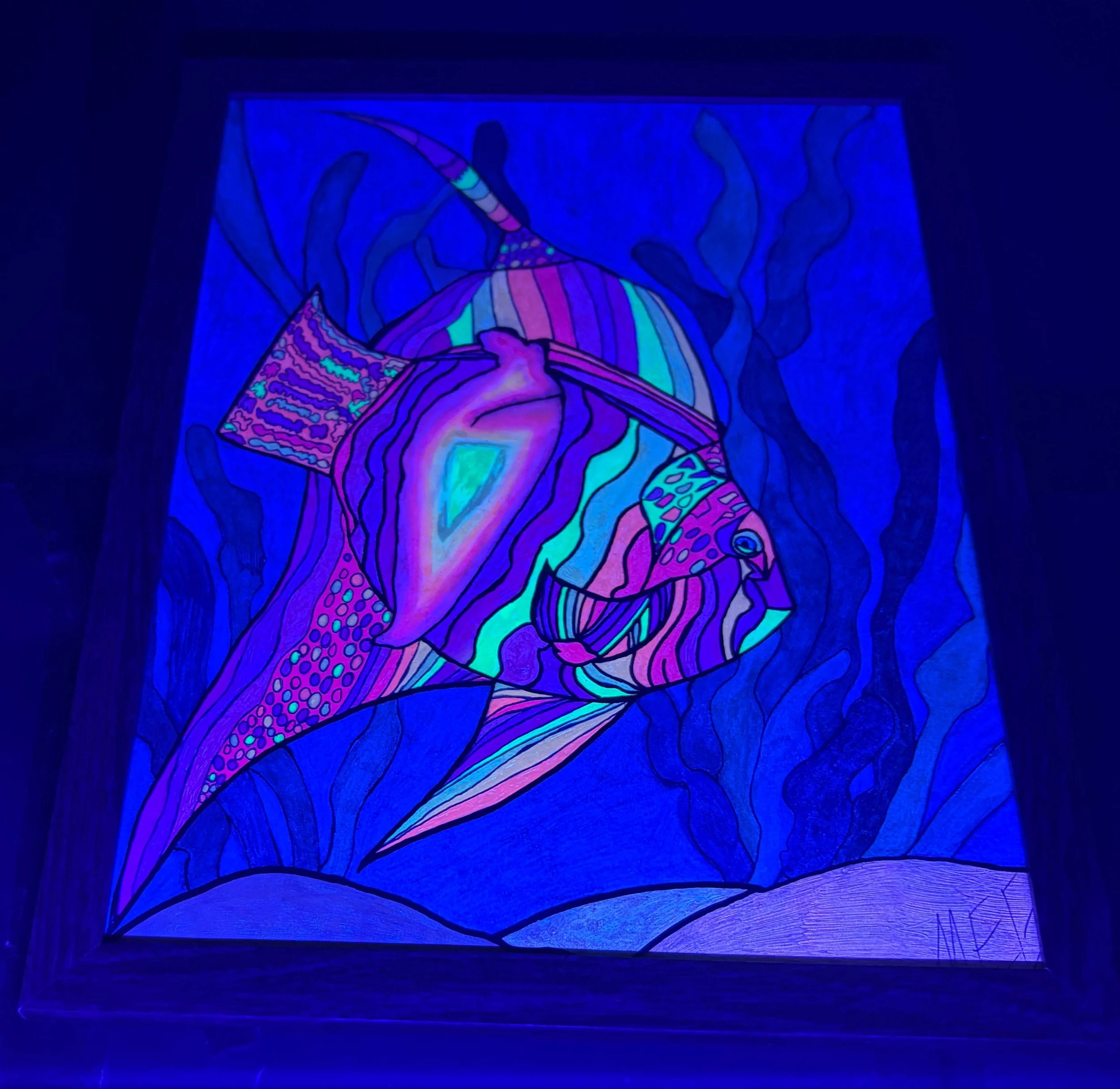 warm angelfish black ligt 2.jpg