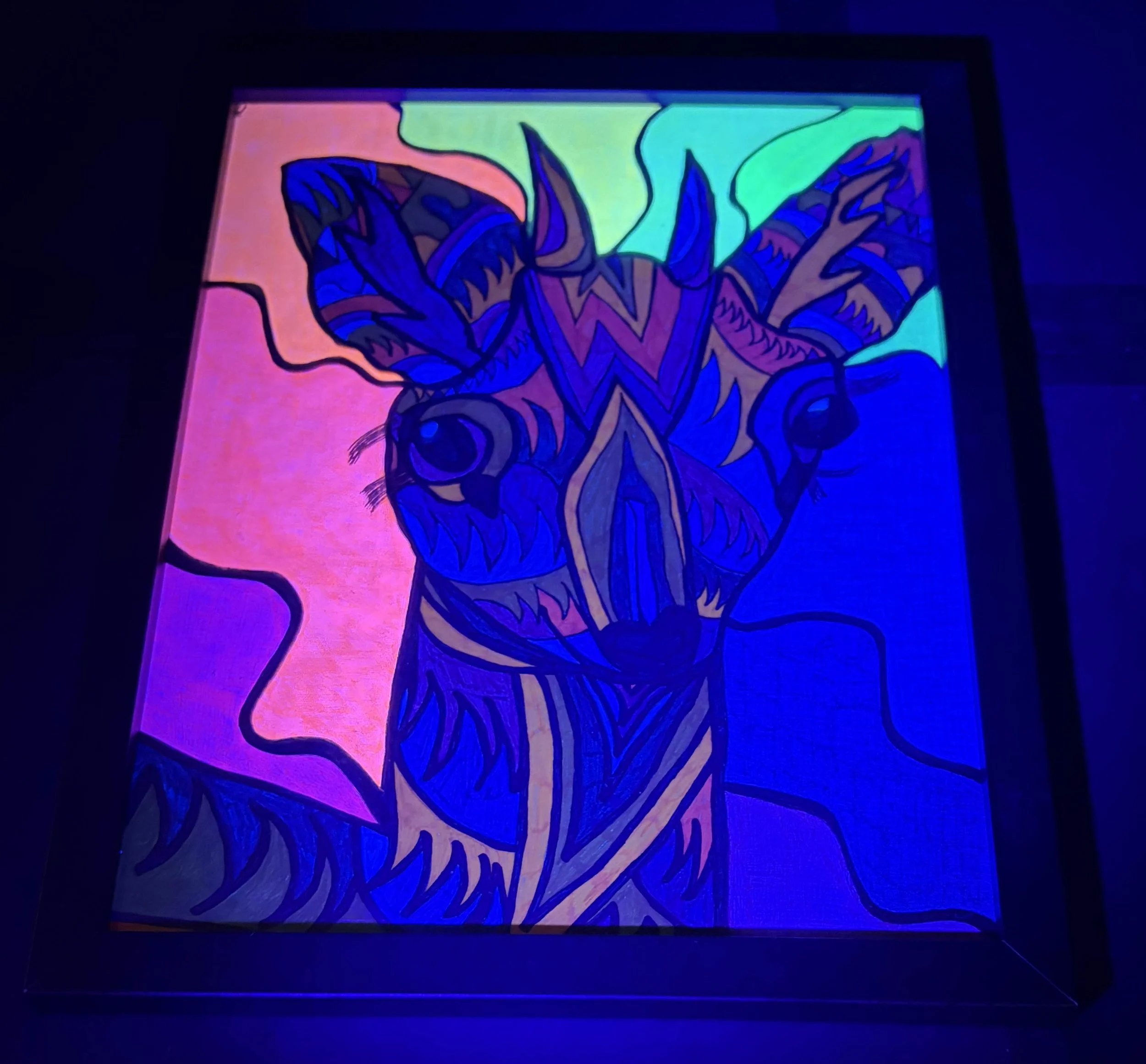 Brightly Colored DIK-Dik blacklight.jpg