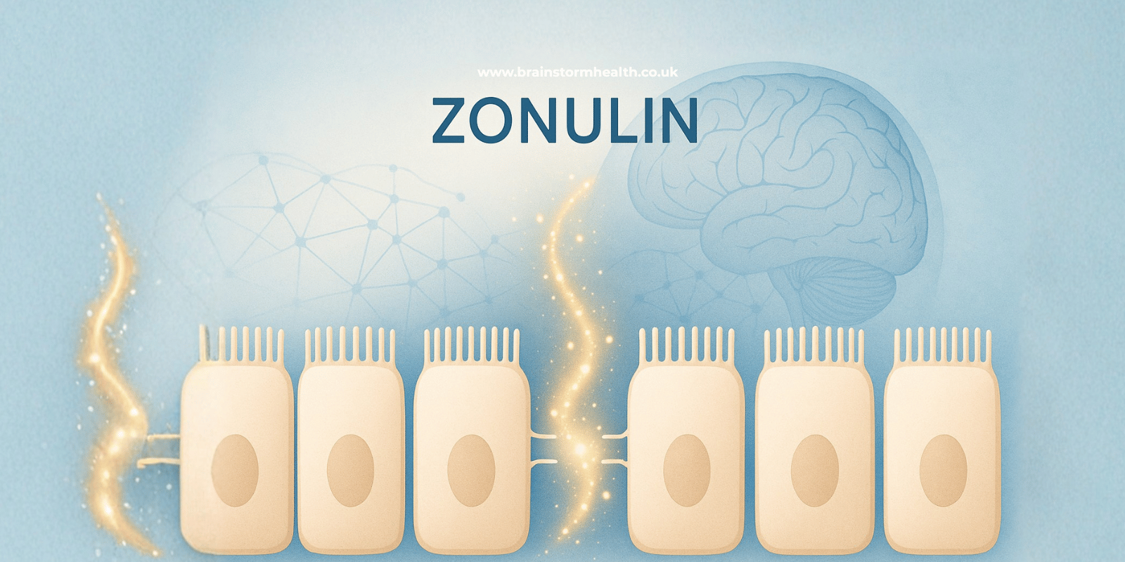 Zonulin: The Gut Marker Linking Inflammation and Autism Symptoms