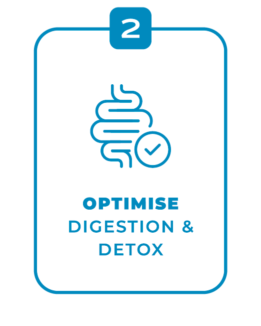 Step 2 card with a healthy intestine icon and the text 'Optimize Digestion & Detox'.