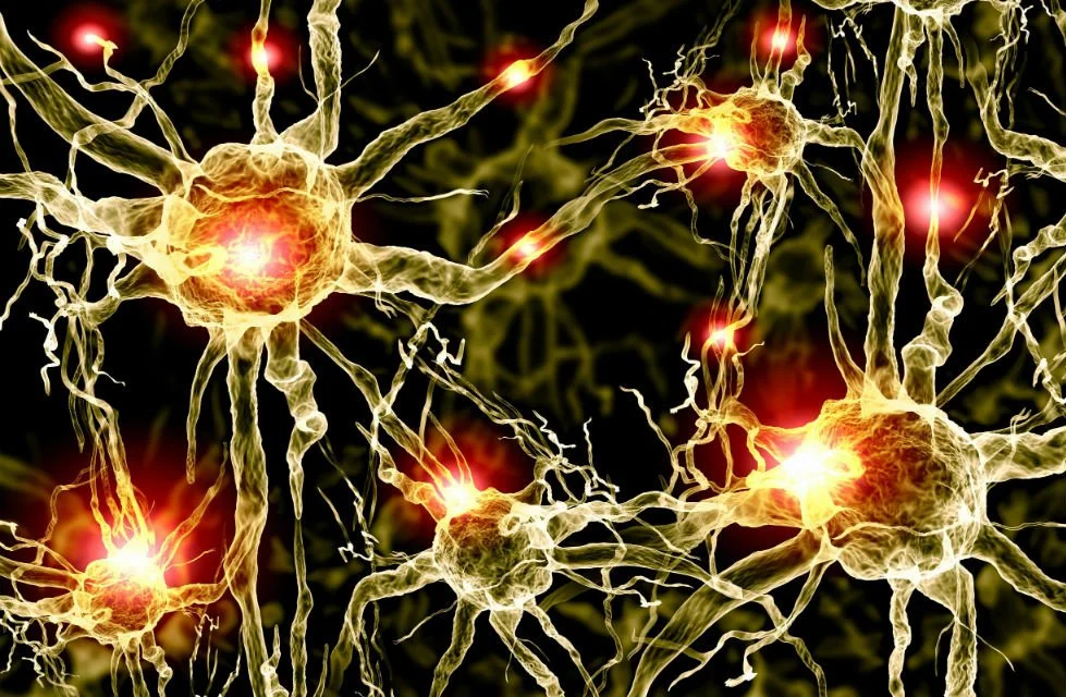 Brains “on Fire”