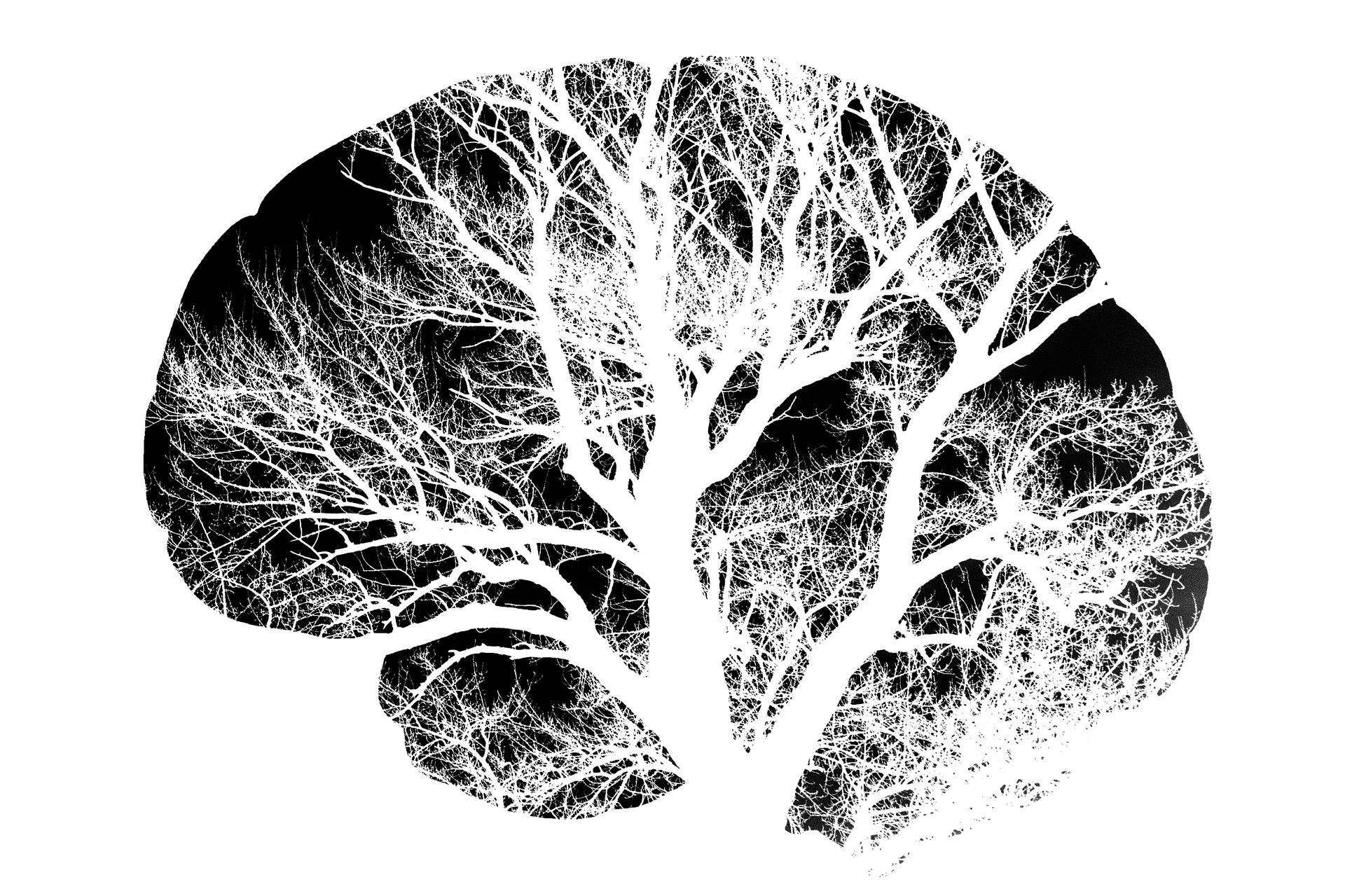 The Brain Glymphatic System – A Beginner’s Guide