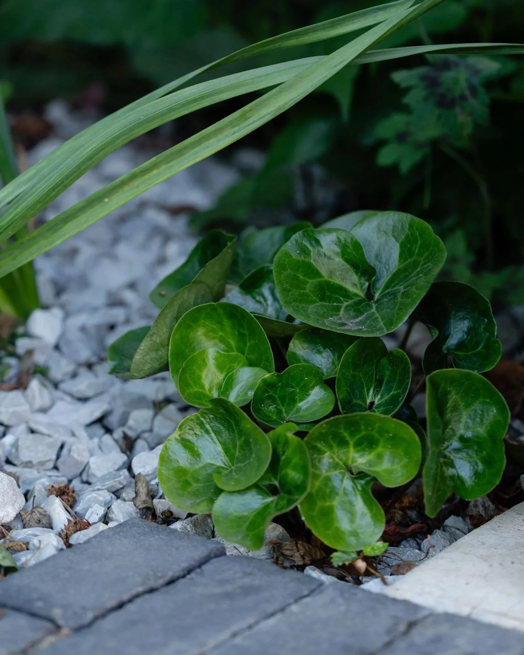 gravel-mulch-planting-clay-paver-path.jpg
