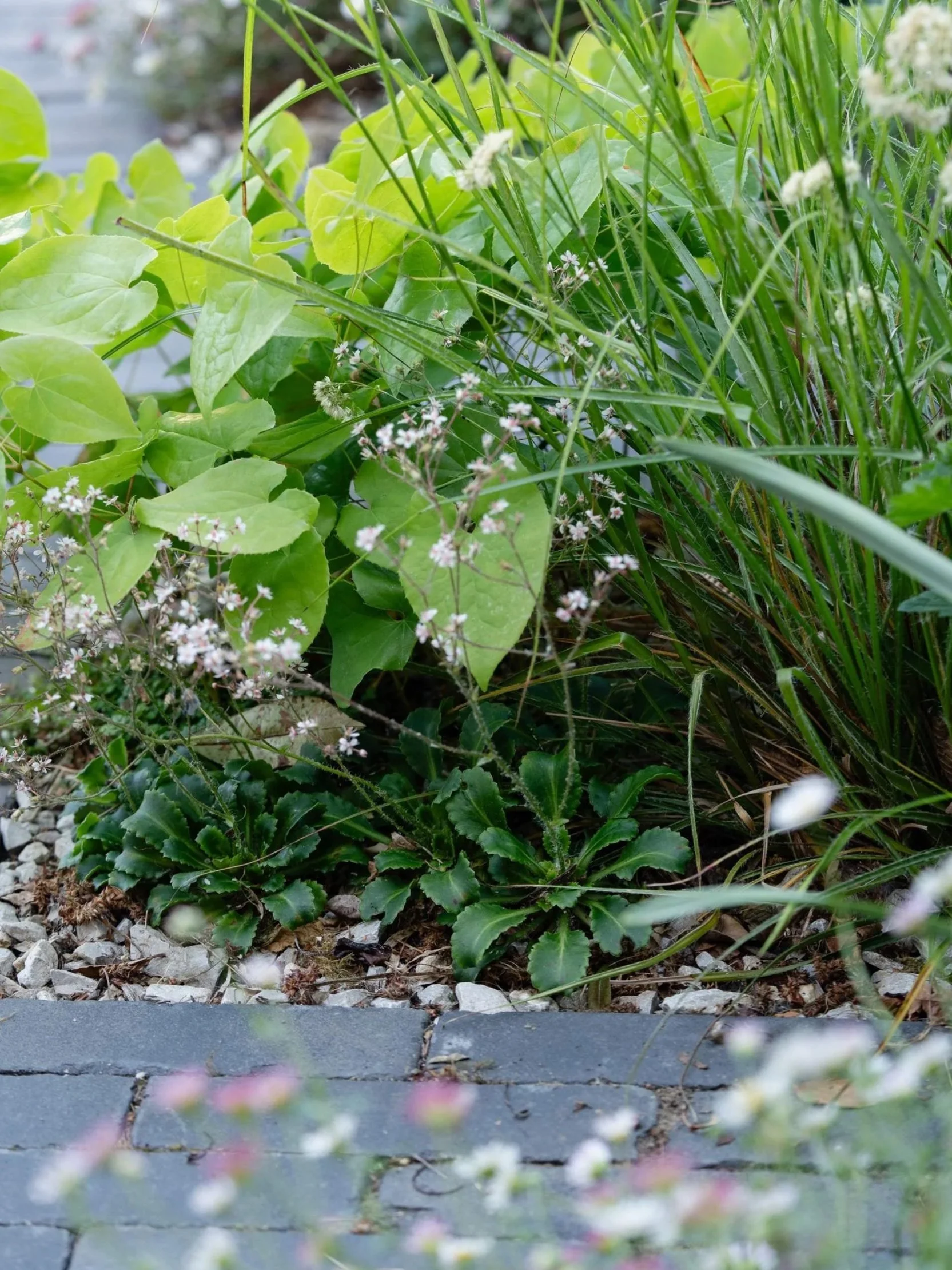erigeron-geranium-clay-paver-edge.jpg