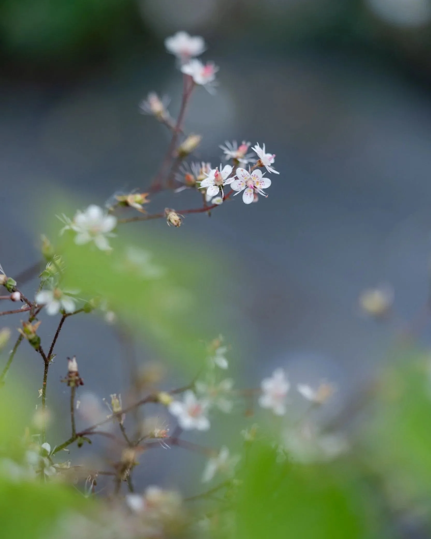 white-flower-soft-focus-detail.jpg
