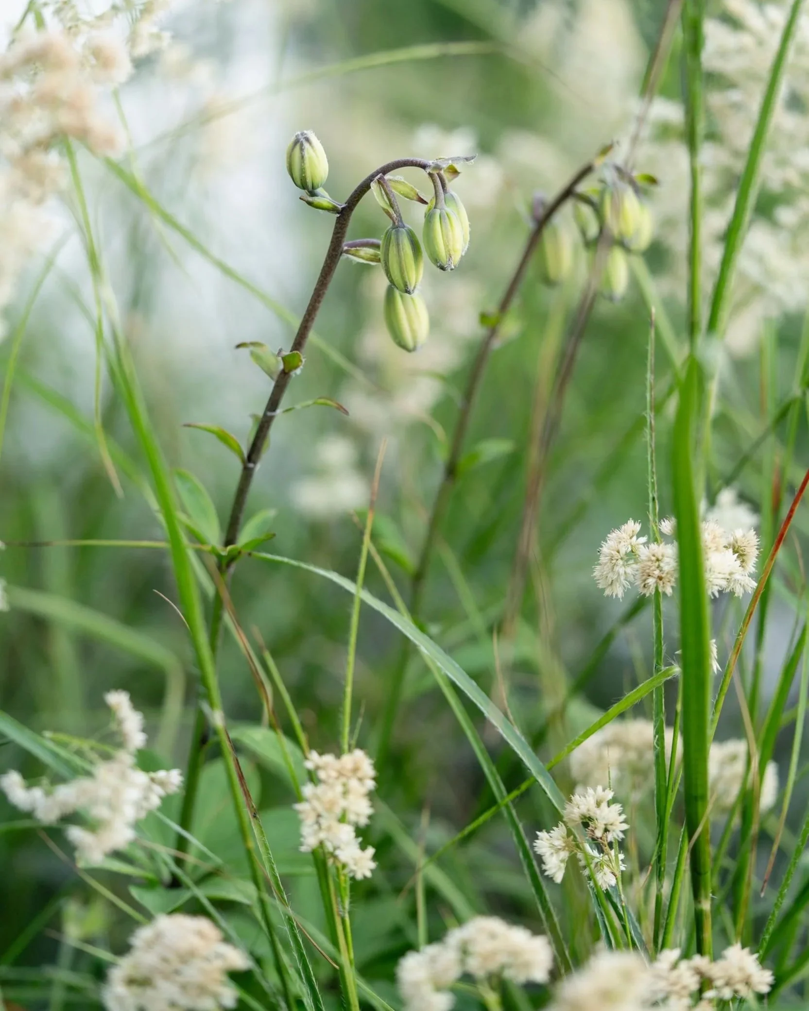 grasses-umbellifer-backlit-detail.jpg