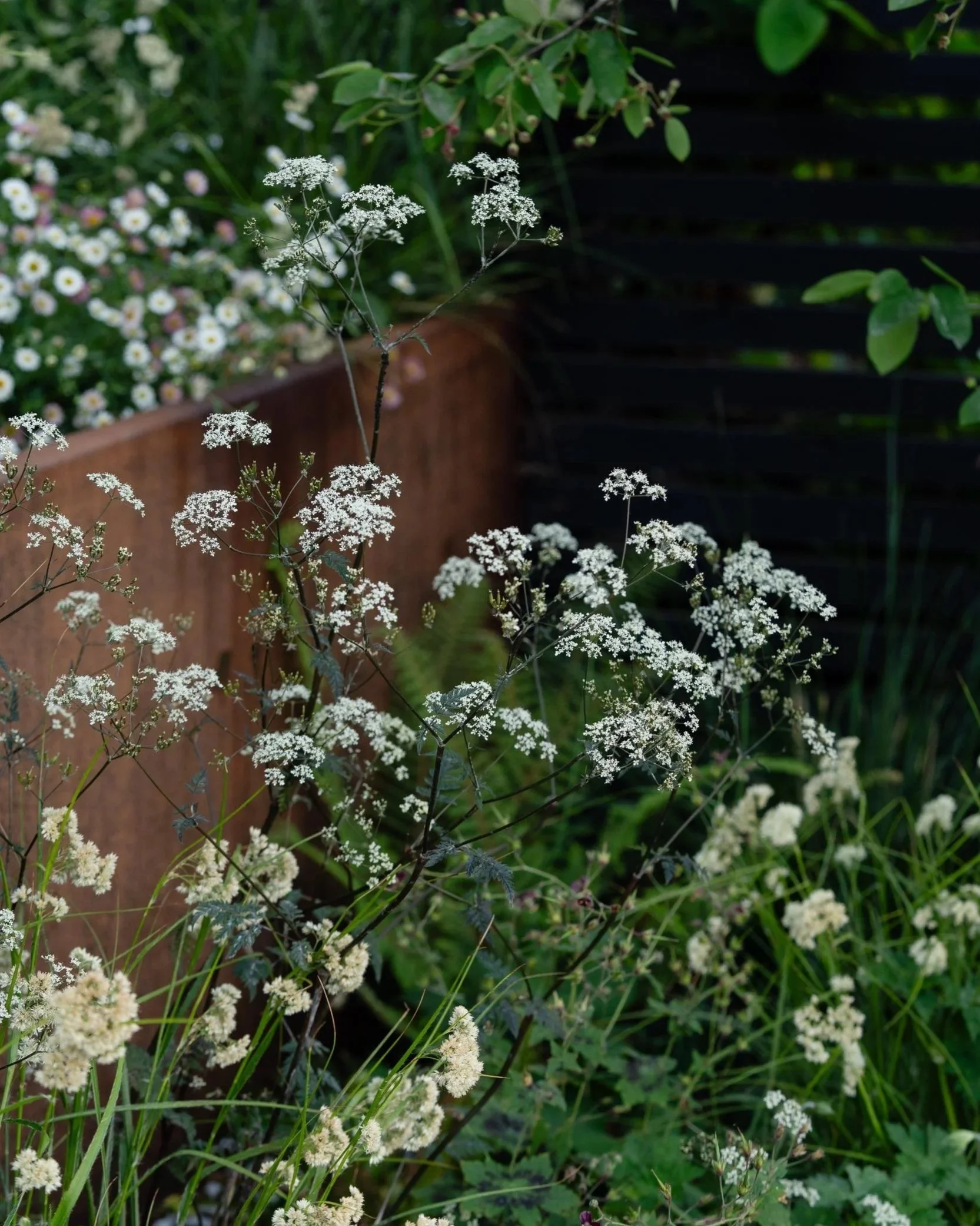 corten-wall-white-umbellifer-evening-light.jpg