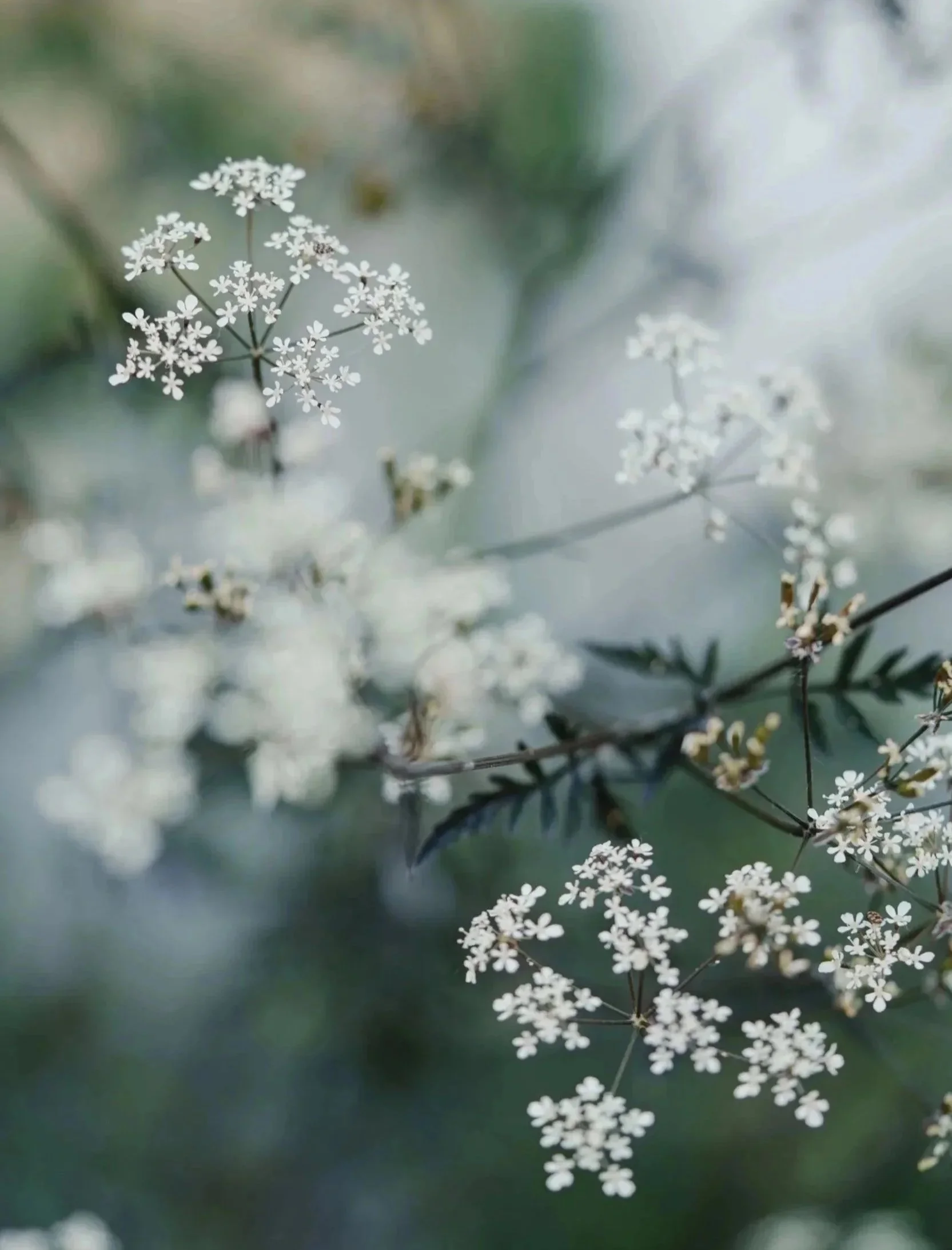 white-umbellifer-planting-detail.jpg