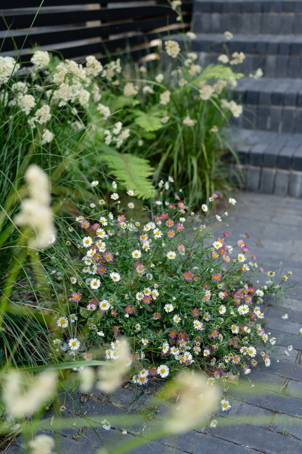 A garden with white and purple flowers growing alongside a paved brick pathway and stairs, with a black wooden fence in the background.