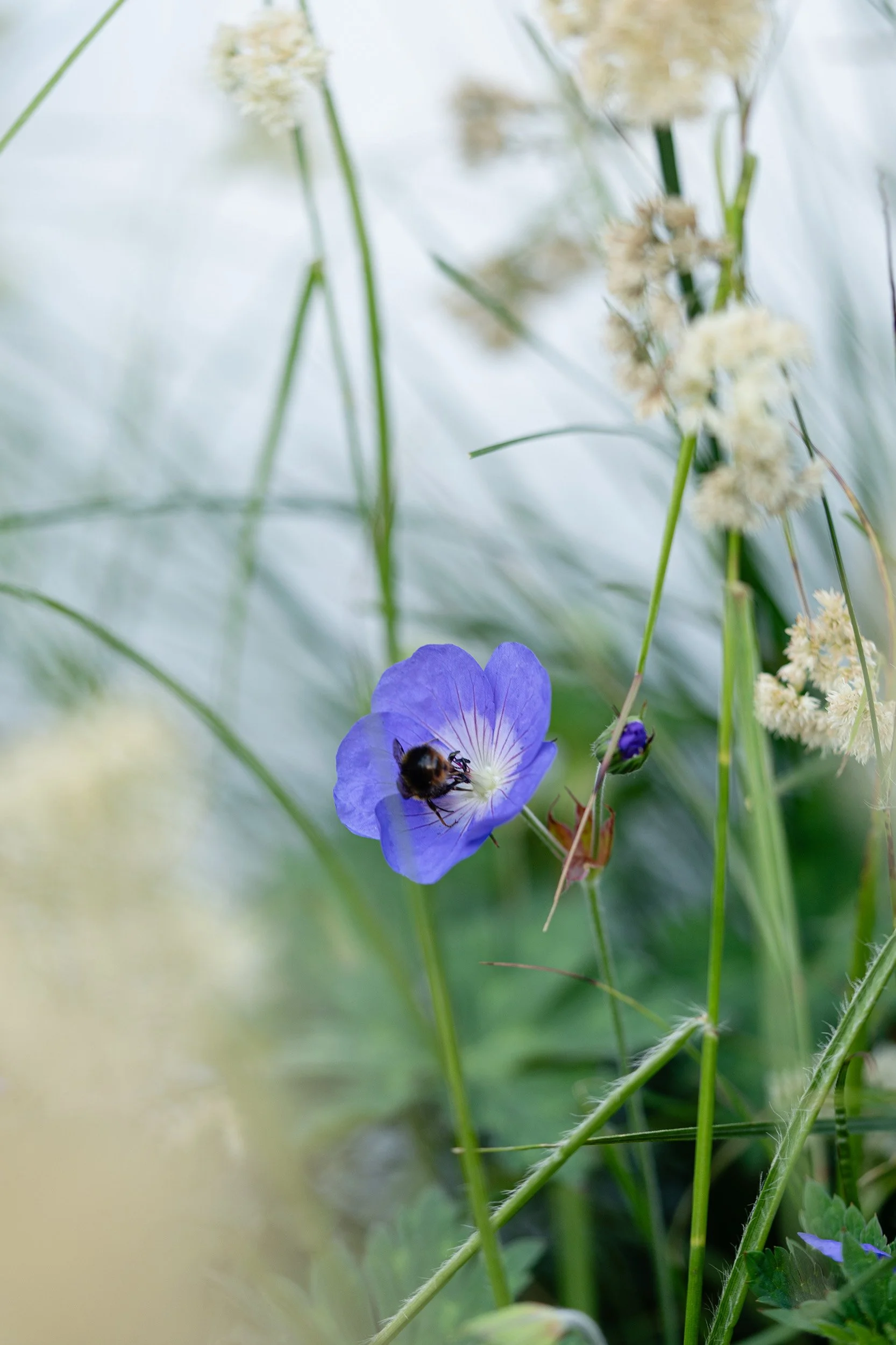 Close-up of purple flowers and a bee on one of the flowers amid green grass and white flowering plants.