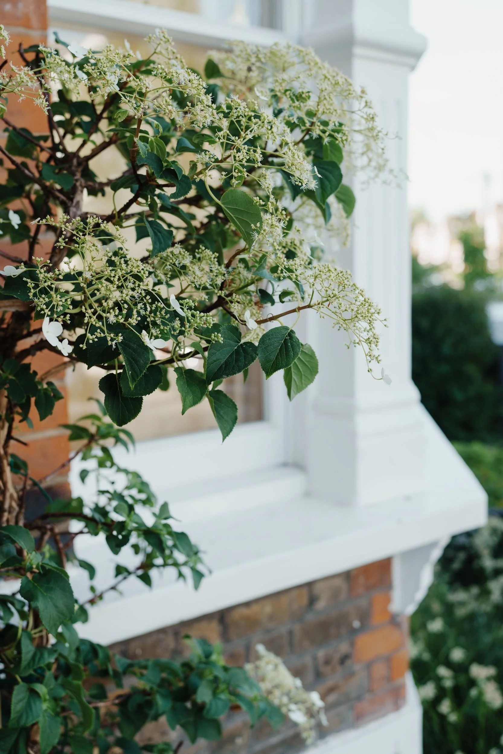 climbing-hydrangea-white-window-detail.jpg