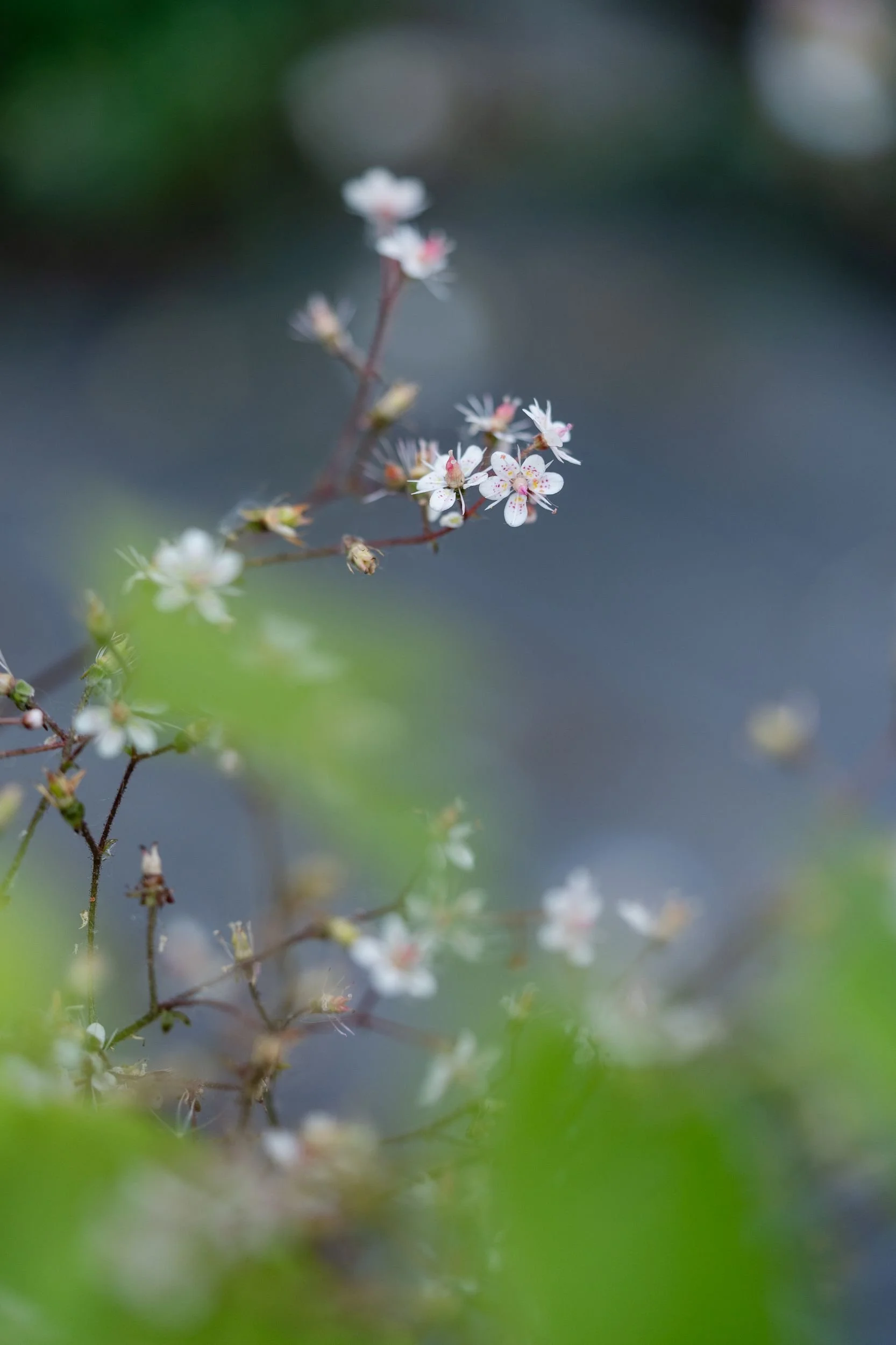 Close-up of small white flowers blooming on a branch with a blurry background of green and dark colors.