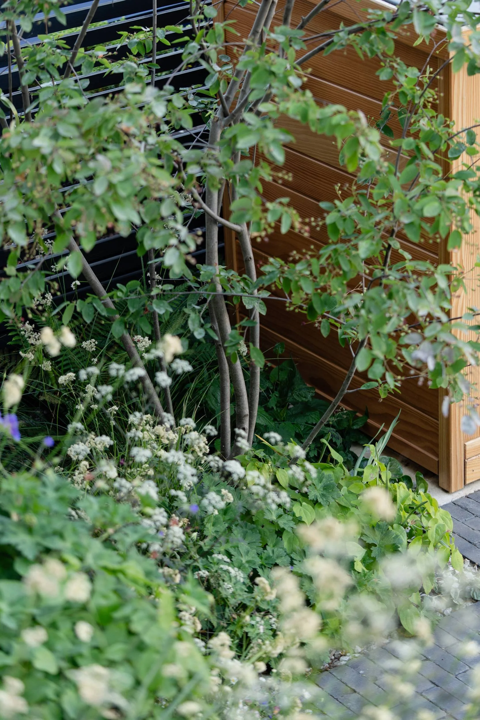 corten-timber-fence-multistem-tree.jpg