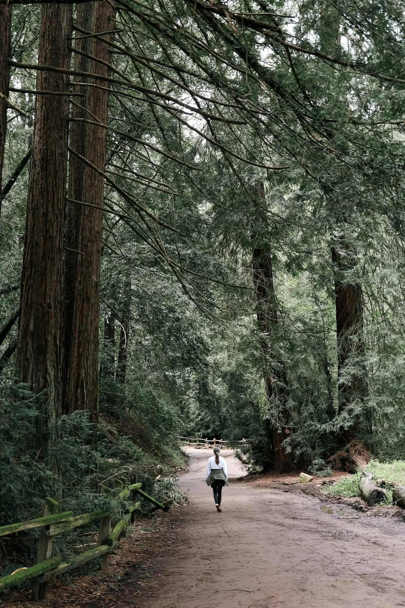 A person walking along a dirt path through a dense forest with tall trees and green foliage.