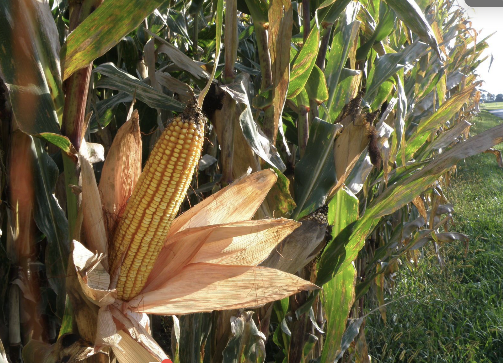 Corn Variety Trial Field Day | Rodale Institute