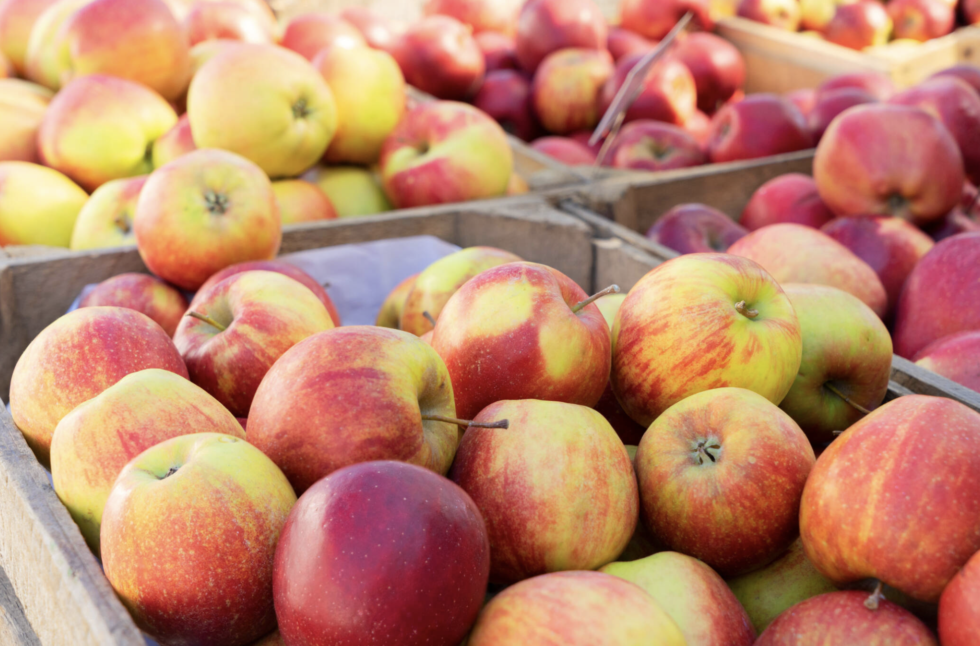 Webinar: Nutrient Dense Food: What Farmers Are Measuring and How They're Selling It | Rodale Institute