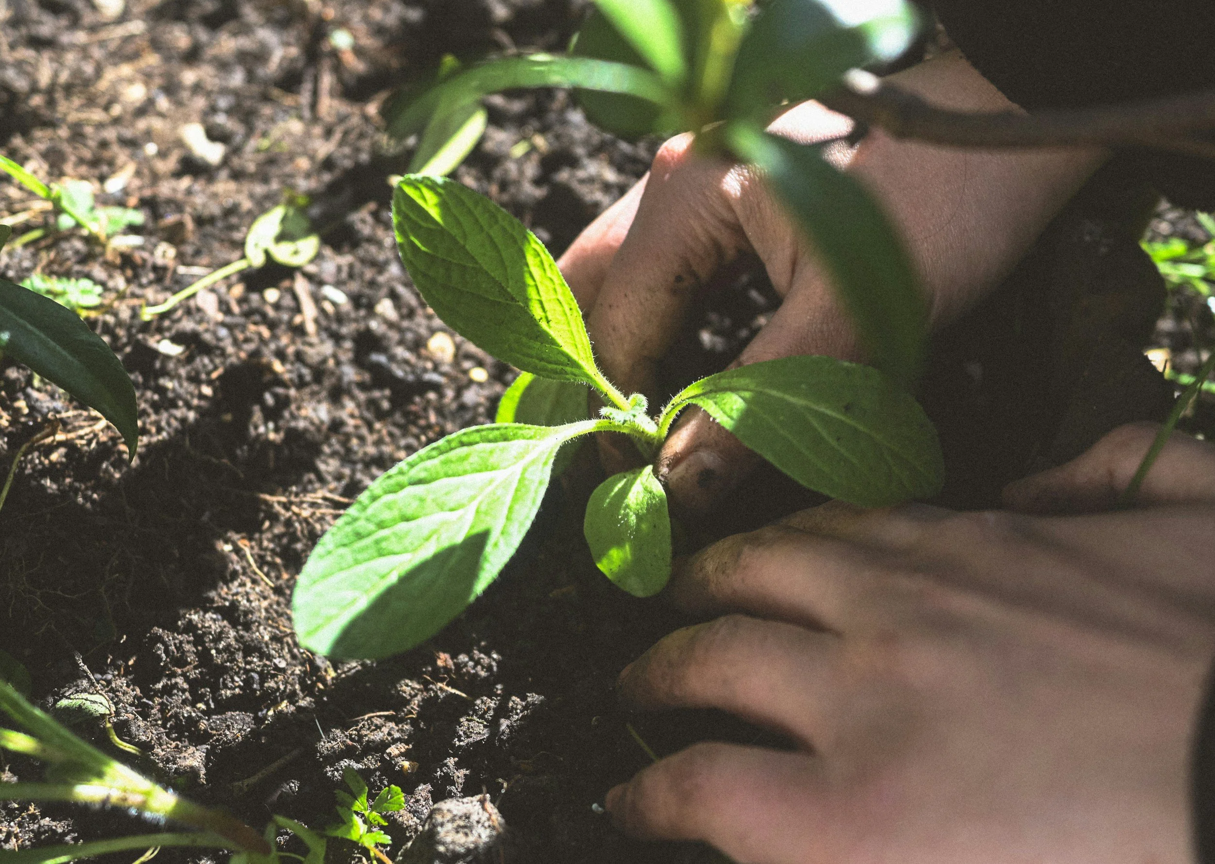 Growing Organic Markets: Opportunities for Pennsylvania Producers | Keystone Farm Show