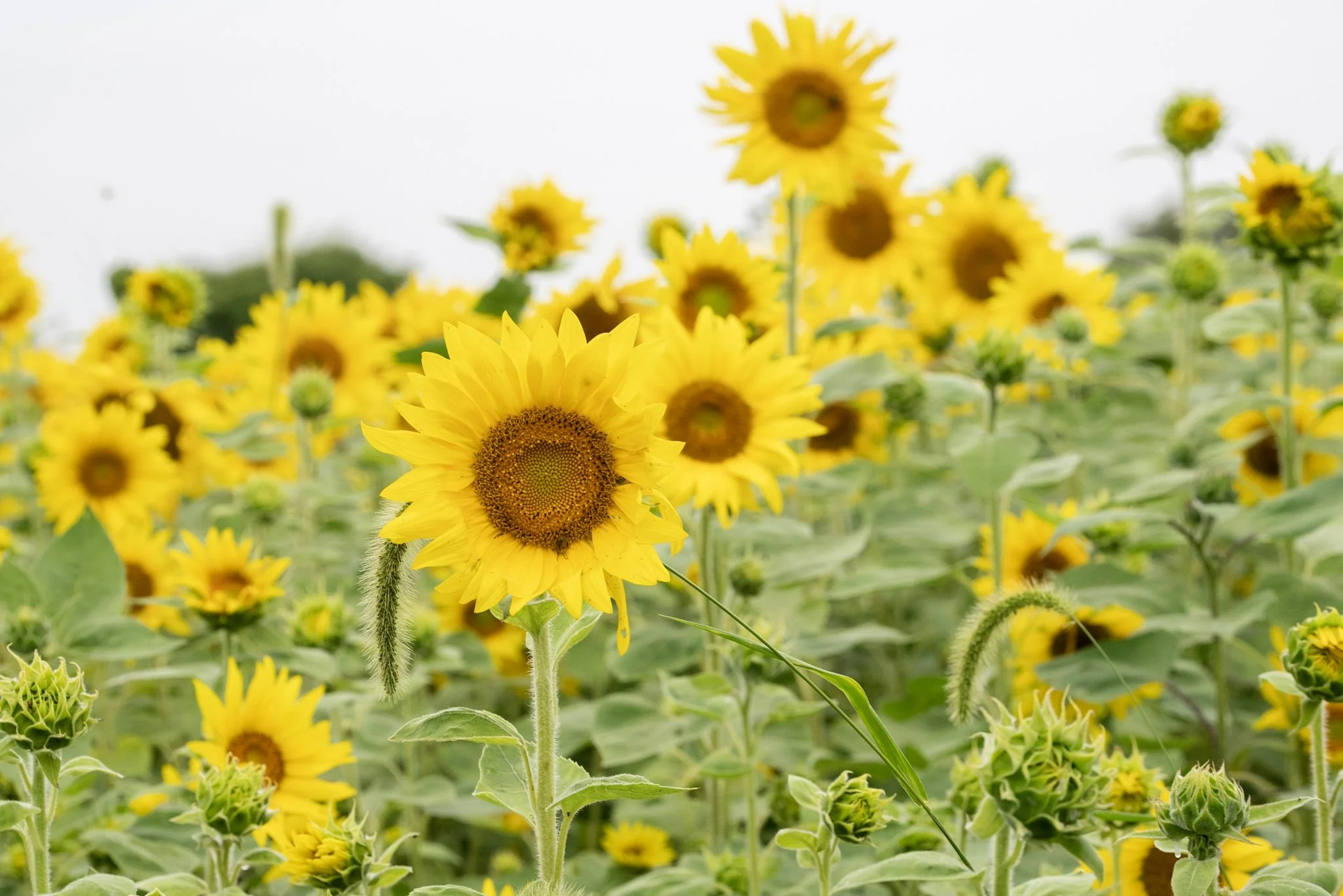 Field of blooming sunflowers under a cloudy sky.