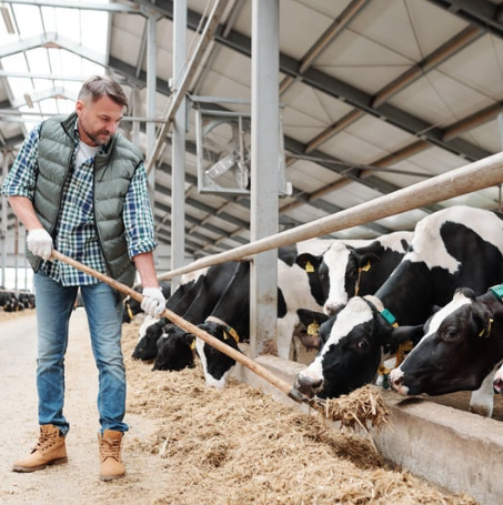 Dairy farmer tending to cows