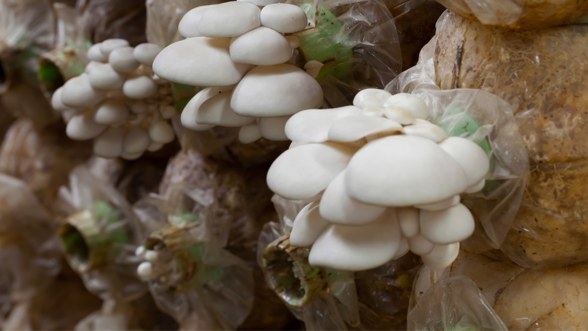 Cluster of fresh white mushrooms in plastic bags on a brown surface.