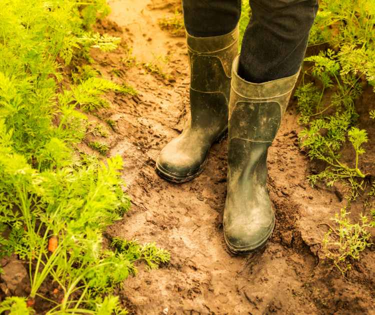 Person standing in a vegetable garden wearing rubber boots, surrounded by green leafy plants.
