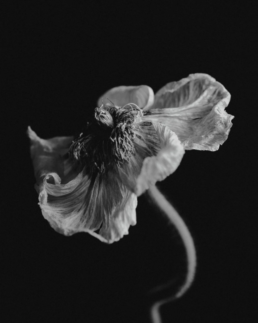 A black and white photograph of a wilted flower with curling petals and a curved stem against a dark background.