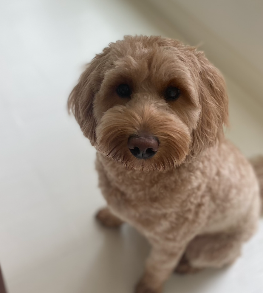 Close-up of a light brown, curly-haired dog sitting indoors, looking at the camera.