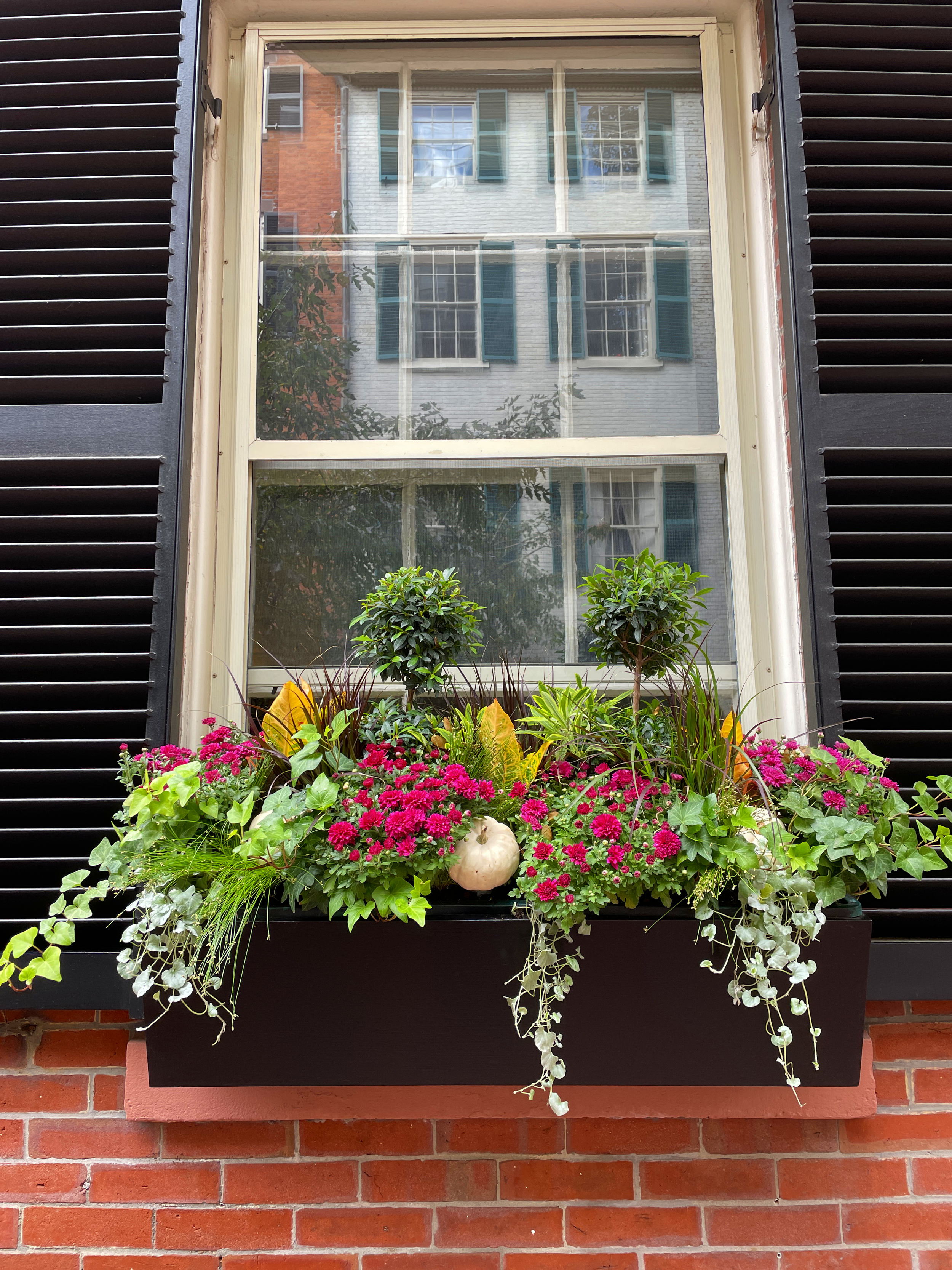 A window with black shutters and a flower box filled with pink flowers, green plants, and a small white gourd, with building reflections in the glass.