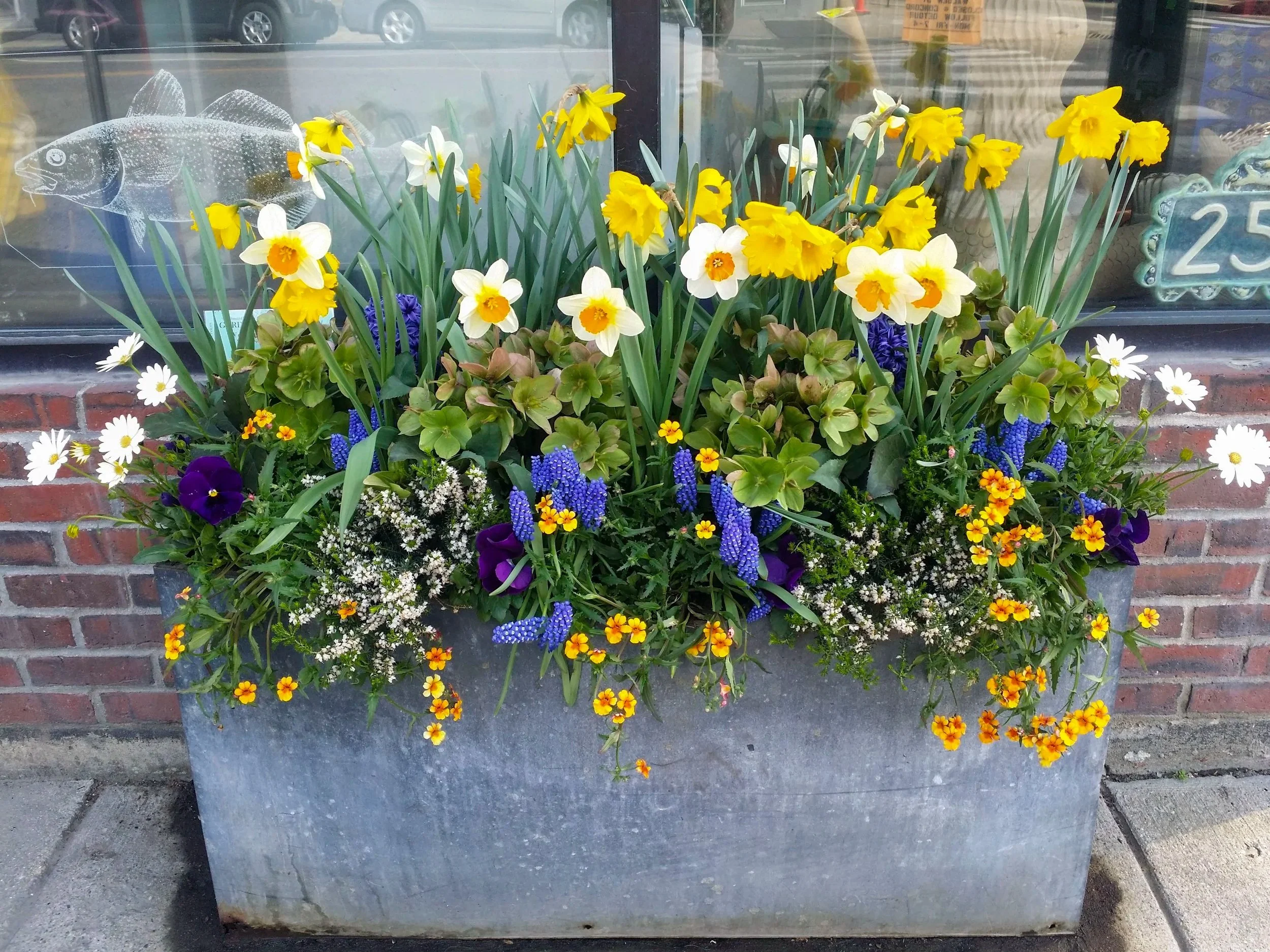 Colorful flower arrangement in a rectangular gray planter with yellow daffodils, white daffodils, purple pansies, and small orange and yellow flowers, placed outside a shop window.