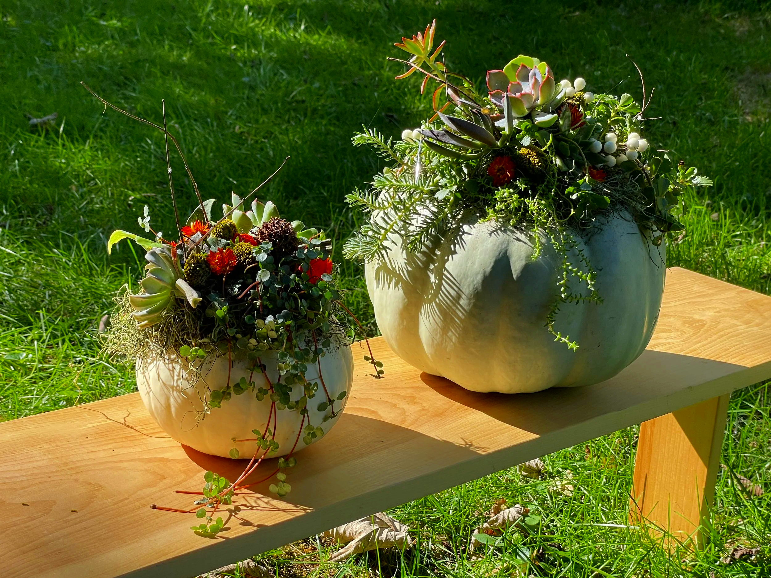 Two white pumpkin planters filled with various succulents and small plants, placed on a wooden bench outdoors on green grass
