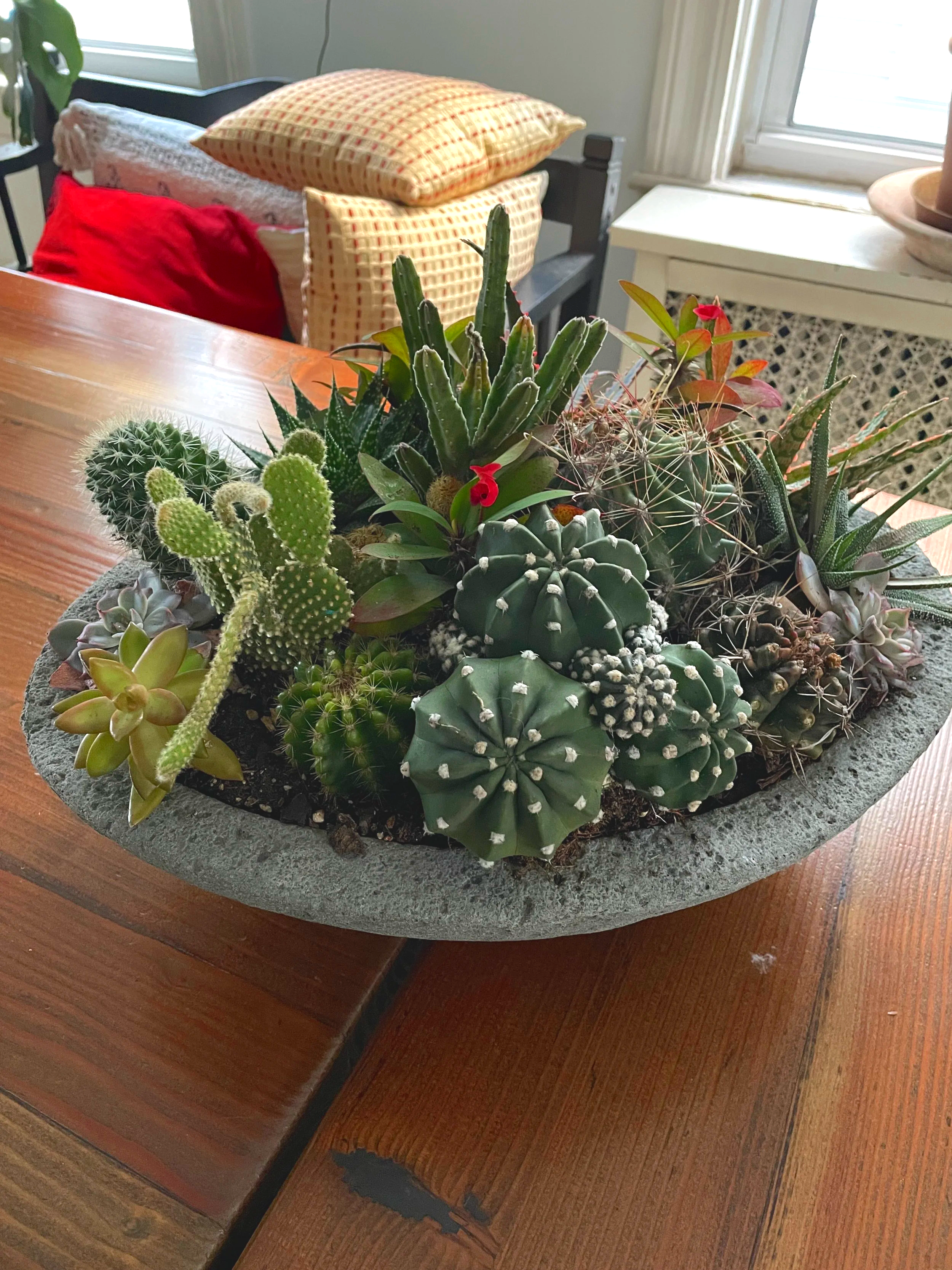 A large, oval concrete planter filled with various cacti and succulent plants placed on a wooden table indoors.