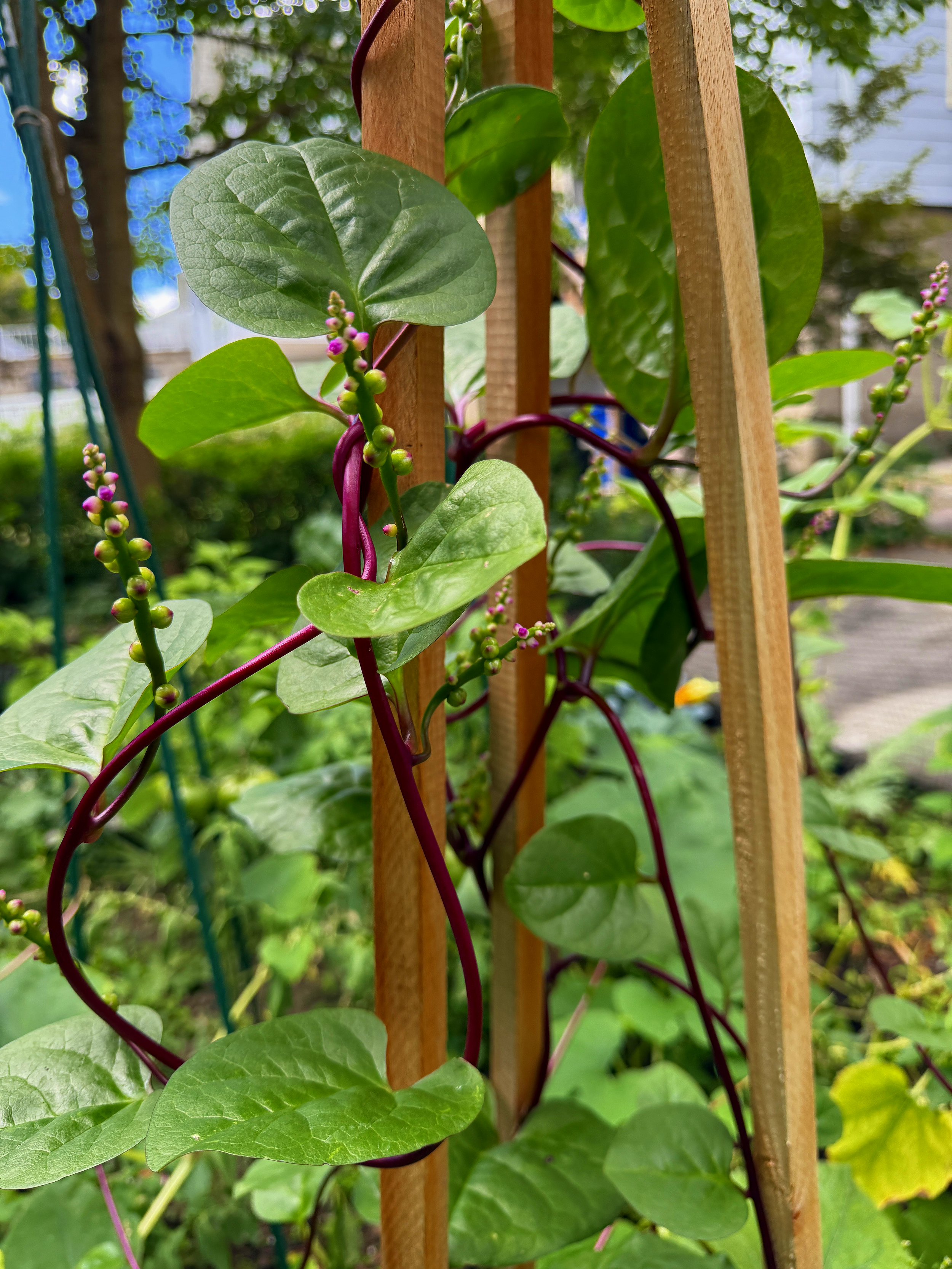 Malabar Spinach adds a fresh twist to your meals. Try growing non-traditional vegetables for bold flavors and beautiful foliage. (2025)