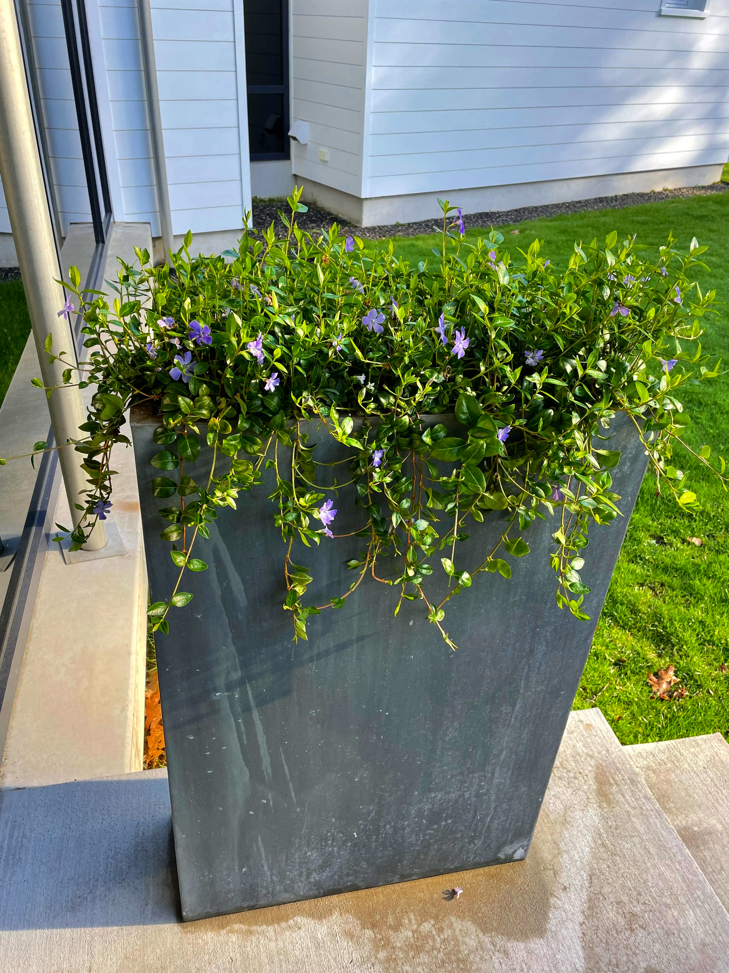 A large gray planter box with green leafy vines and purple flowers on a porch. In the background, there is a white house with a green lawn.
